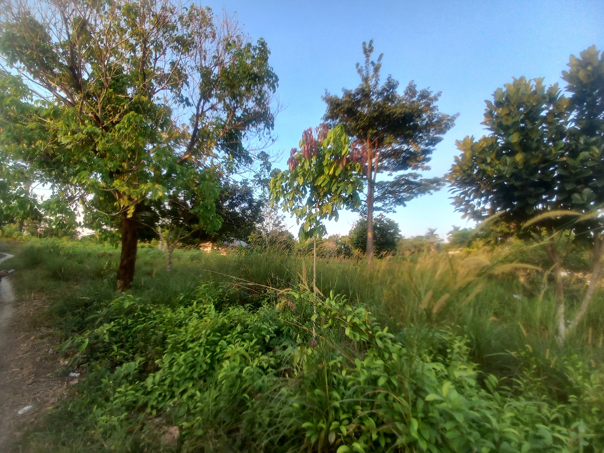 The image depicts a natural landscape with several trees and dense vegetation under a clear blue sky. The foreground is filled with lush green bushes and tall grasses. Several trees are visible, some with full green foliage, while others appear to have sparser leaves or branches. A dirt or gravel path runs along the left edge of the image. The scene appears to be an outdoor environment, possibly a rural area or the outskirts of a town, consistent with a location in Kasang Pudak, Indonesia. No people or specific actions are evident in the image.