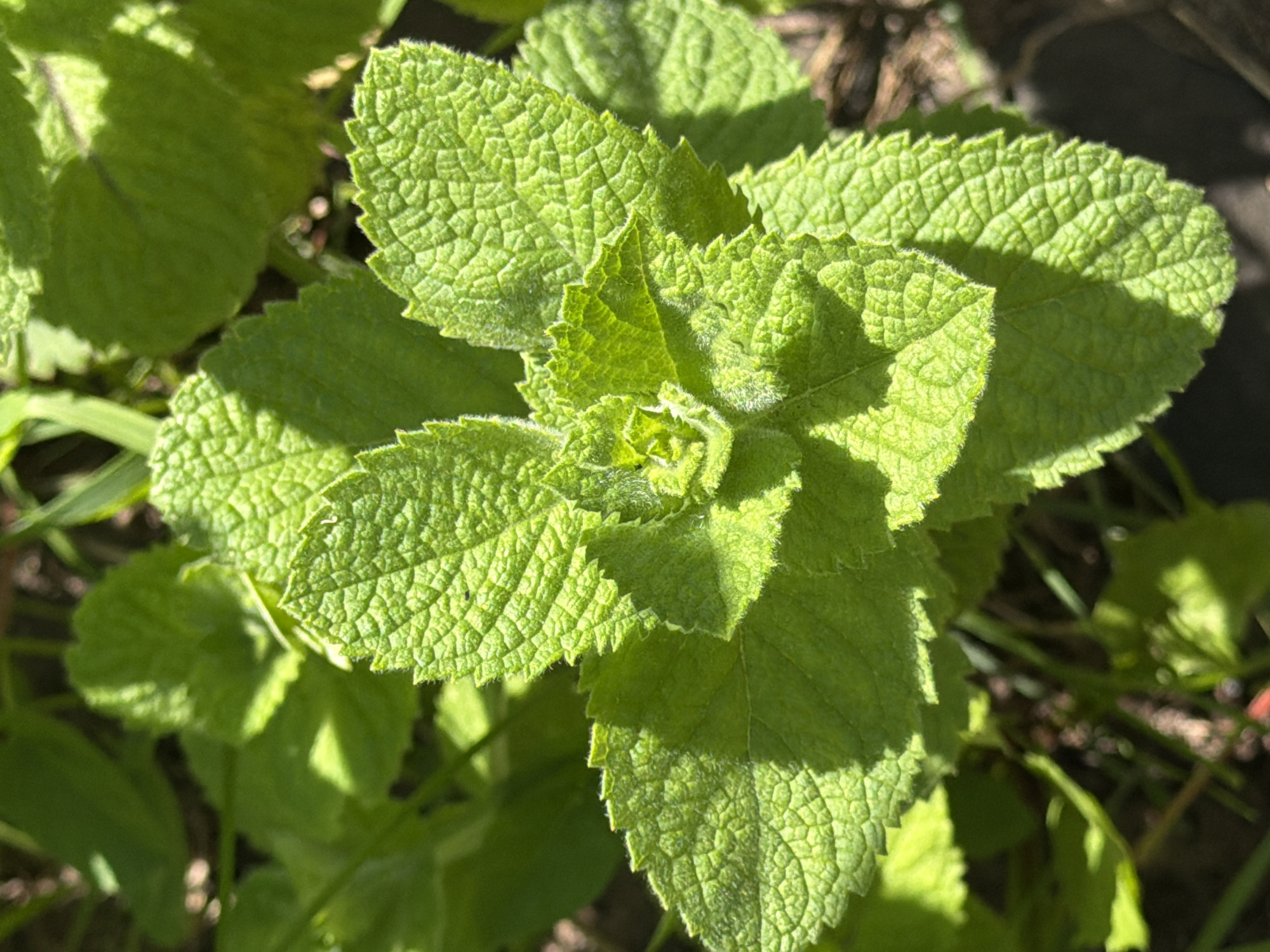 This is a close-up, high-angle, outdoor shot of a vibrant green mint plant in Ягул, Russia. The leaves are textured with prominent veins and serrated edges. Sunlight casts shadows on the leaves, highlighting their form. The background consists of dark soil and other out-of-focus green foliage. No people or animals are visible.