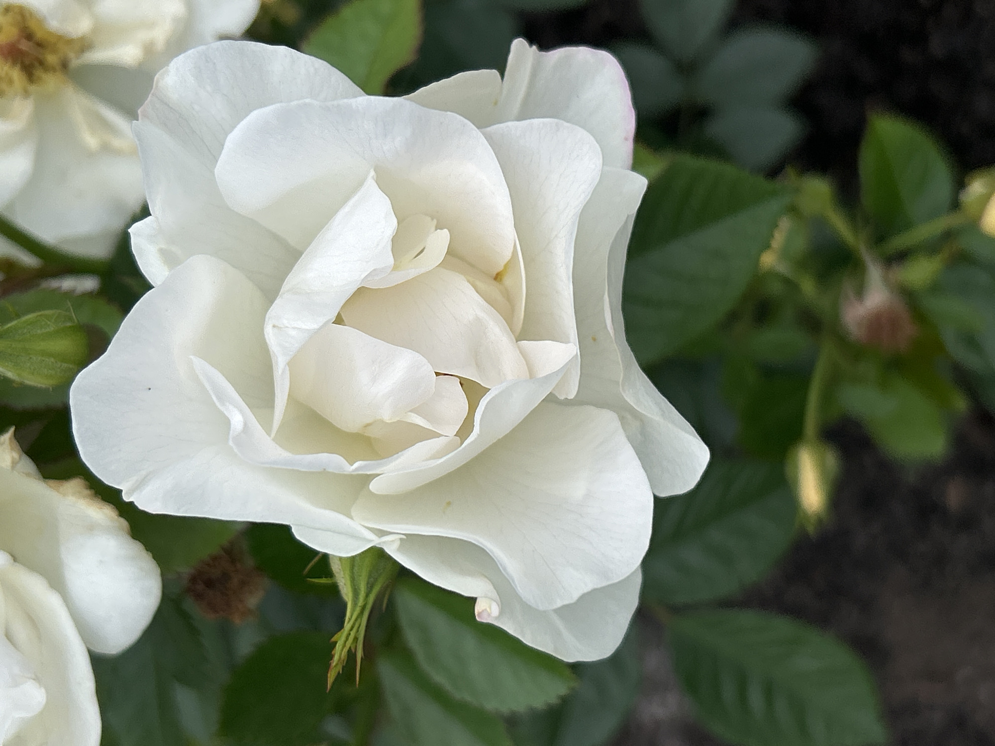 A close-up, vertical, eye-level shot showcases a delicate white rose in full bloom, its petals unfurling in soft layers. The rose is the primary subject, positioned in the center of the frame, with its intricate texture and subtle variations in white and cream tones clearly visible. To the left and behind, the blurred green foliage of the rose bush provides a natural backdrop, with hints of other white roses and buds in the upper portion of the image. The lighting is soft, illuminating the rose's delicate structure and casting subtle shadows within its petals. The background is a soft blur of dark soil and green leaves, suggesting an outdoor garden setting. There are no people or visible actions in the image. The image appears to have been taken in Mount Royal, Canada, in a garden.