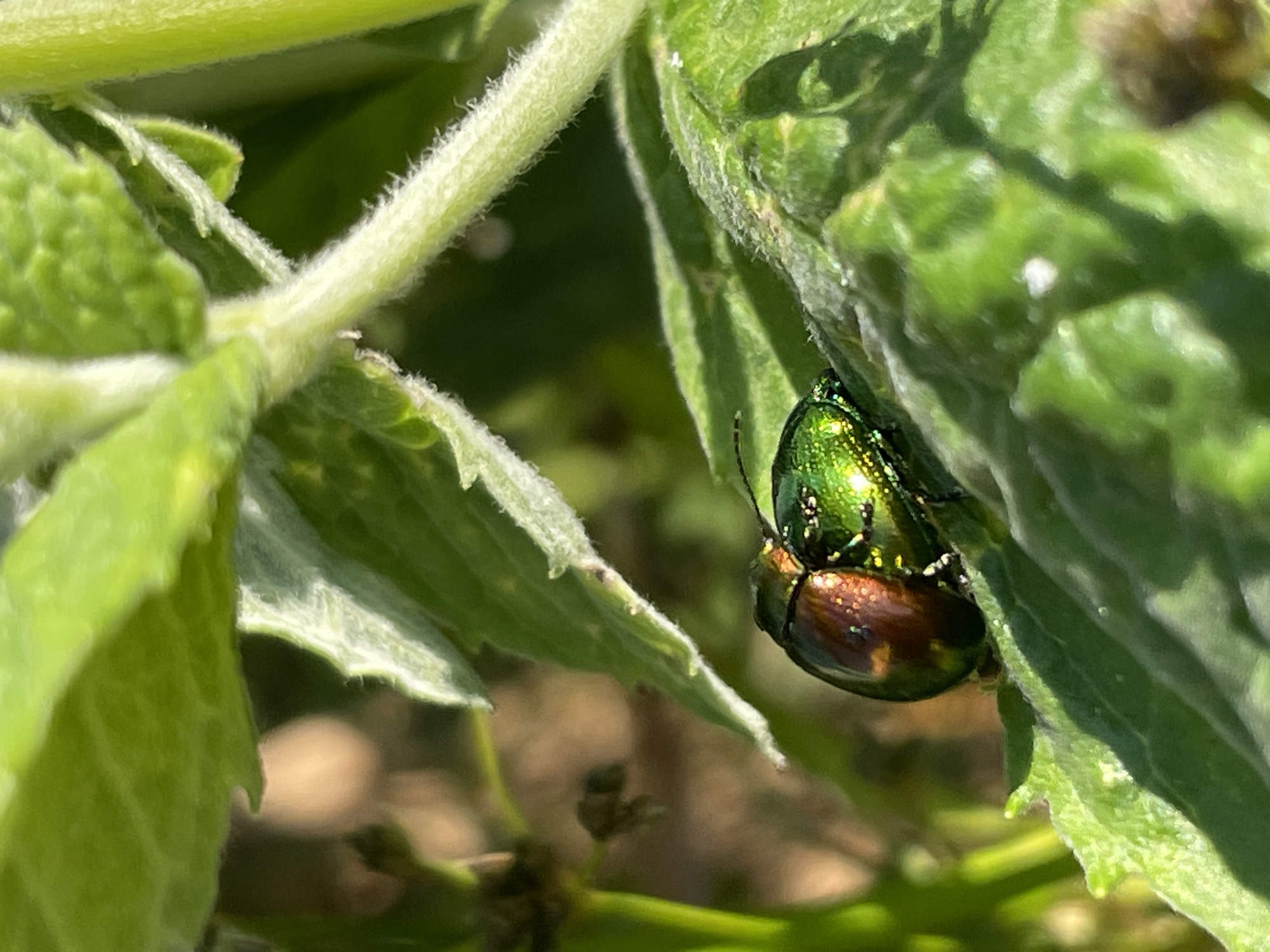Two beetles, one with a metallic green exoskeleton and the other with a coppery-brown exoskeleton, are positioned on a green leaf. The green beetle is on top of the brown beetle, with its legs entangled with the brown beetle's body. The beetles appear to be mating. The leaf is part of a plant with fuzzy stems and leaves, indicative of a garden or natural outdoor setting. The background is blurred, showing hints of earth and foliage, suggesting a sunny day outdoors. The specific location in the city of Uva, Russia, is not discernible from the image.