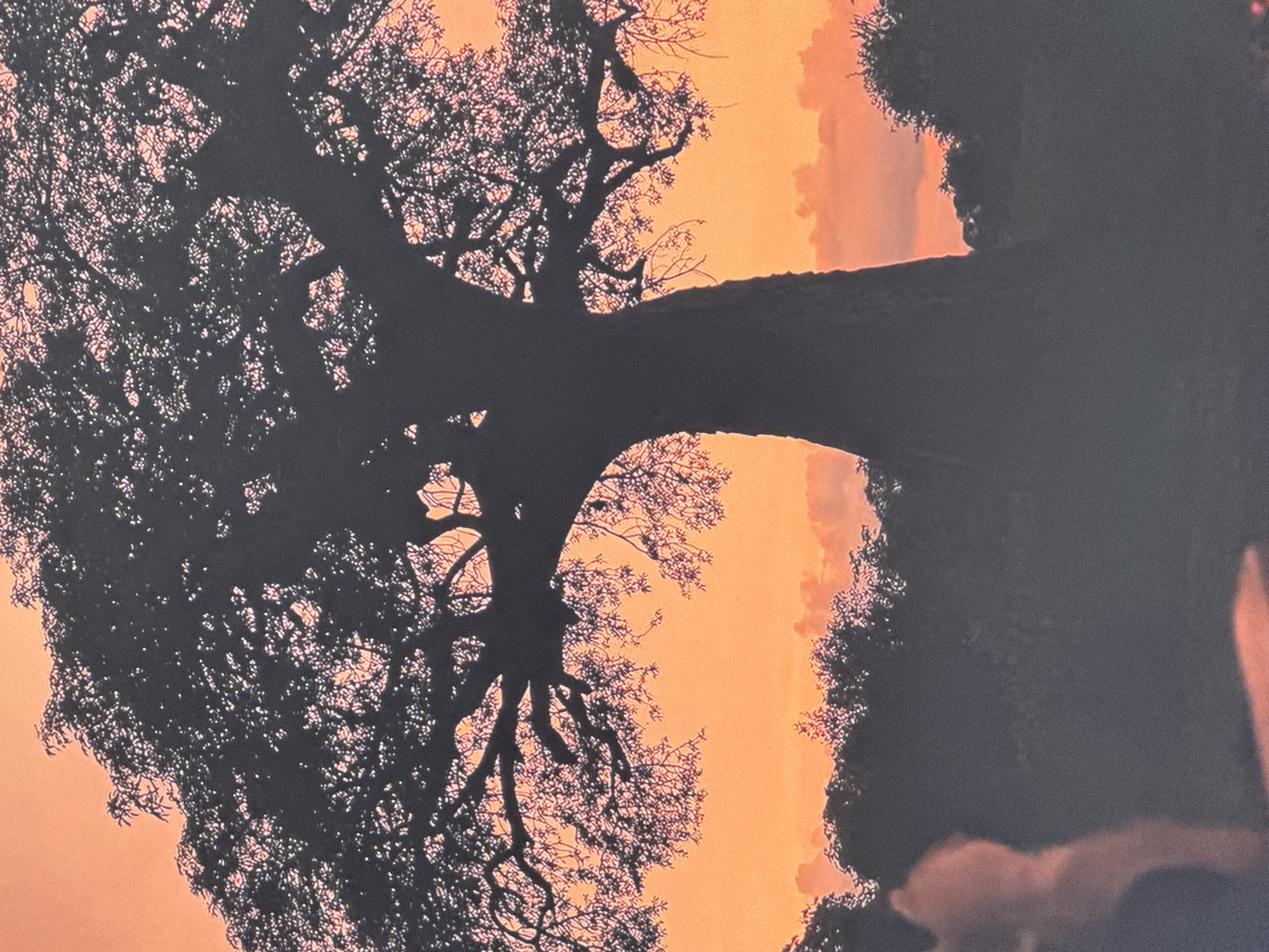 A silhouette of a large tree dominates the frame against an orange sunset. The tree has a thick trunk and a sprawling canopy of branches and leaves that are rendered in dark silhouettes. The sky behind the tree is a vibrant orange with hints of pink and soft clouds. The lower portion of the image shows a dark silhouette of a landscape with some low-lying vegetation and what appears to be the blurry outline of a cat in the bottom left corner. The scene suggests an outdoor setting, possibly in a rural or natural area, given the presence of the large tree and the vastness of the sky. The lighting indicates it is either sunrise or sunset.