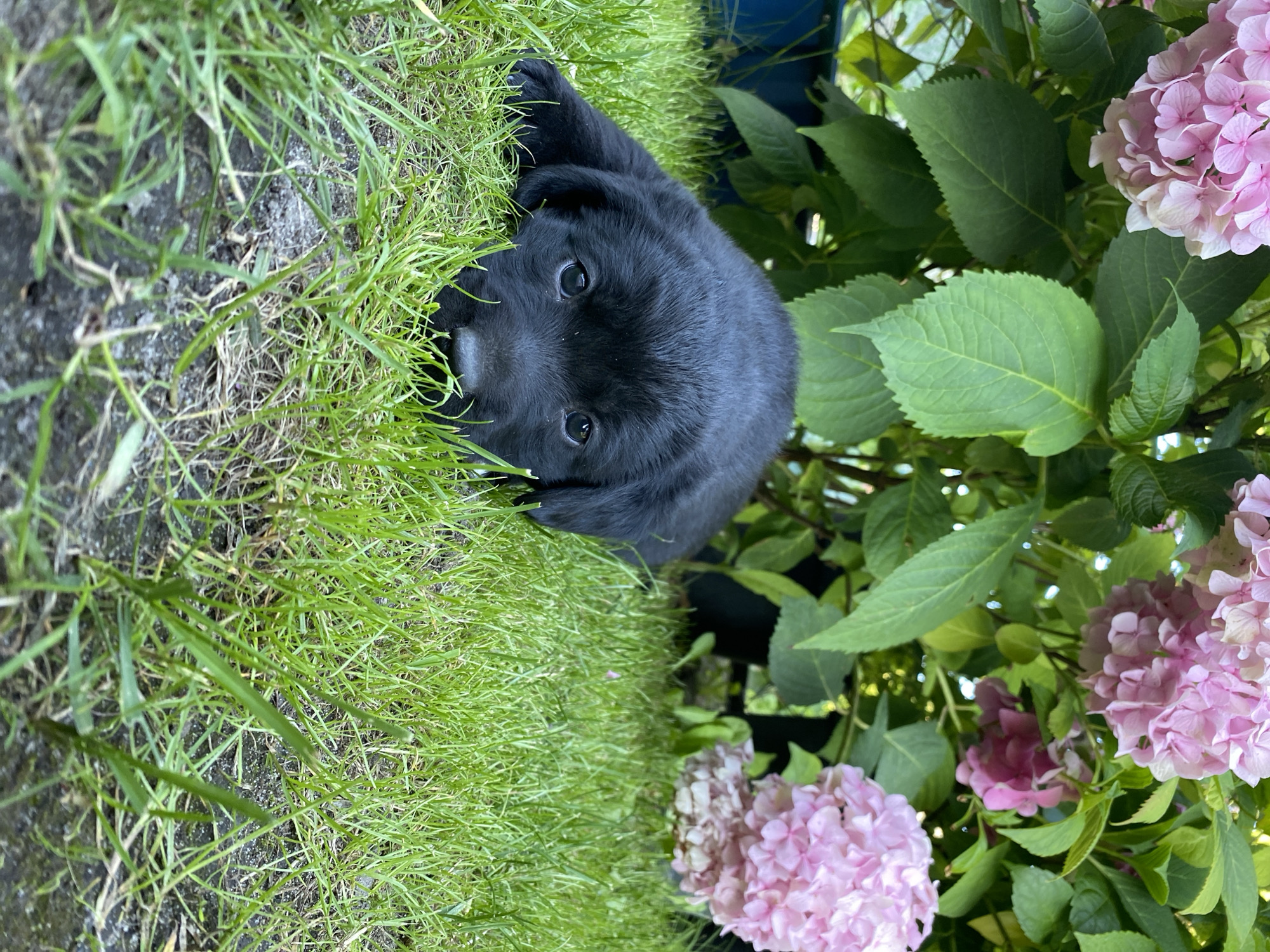 A black Labrador puppy is lying on bright green grass next to a large pink hydrangea bush. The puppy's head is facing forward, with its dark eyes looking directly at the camera. Its ears are flopped down, and its mouth is slightly open. The grass is lush and appears to have been recently watered, with some bare patches of dirt visible near the left edge of the image. The hydrangea bush has large, vibrant green leaves and clusters of pink flowers, some of which are fully bloomed while others are still developing. The lighting suggests it is daytime, with bright sunlight casting shadows on the scene. The overall mood is peaceful and idyllic, capturing a moment of a young dog enjoying the outdoors. The image was taken in Liuboml, Ukraine. There is no visible text in the image.