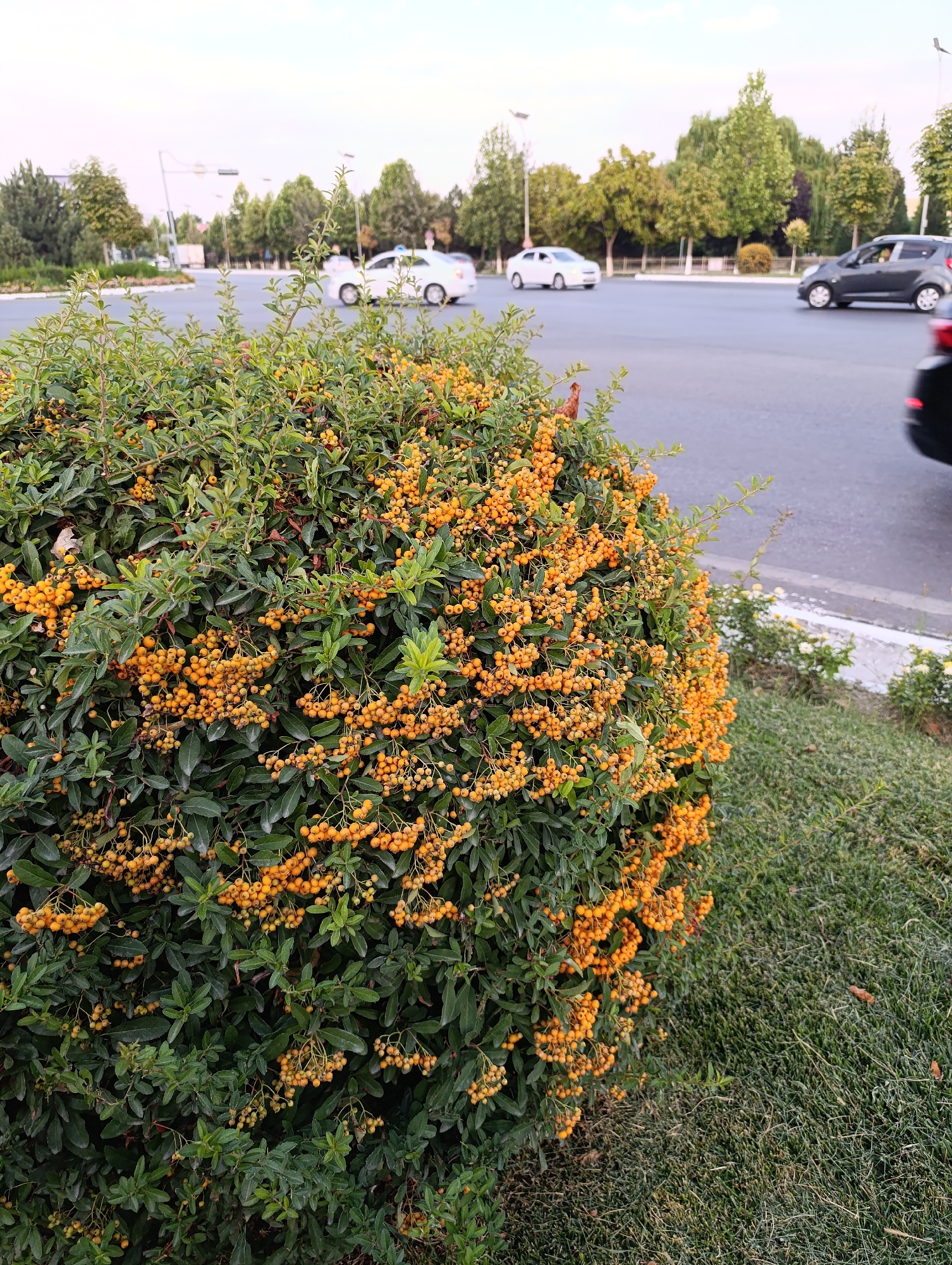 A close-up shot of a dense green shrub covered in clusters of small, bright orange berries is in the foreground of the image. The shrub is situated on a grassy area next to a road. In the background, cars are driving on the asphalt road, which appears to be a multi-lane thoroughfare. Trees line the far side of the road, with some appearing to be planted in a median strip. The sky above is a pale, hazy blue, suggesting it is either early morning or late afternoon. The scene is consistent with an urban environment, possibly a traffic circle or intersection, in Fergana City, Uzbekistan.
