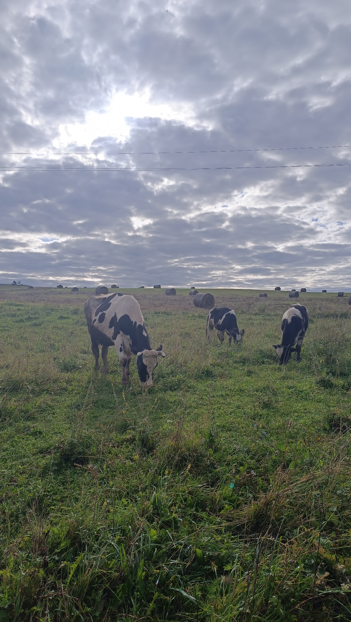 An overcast sky with bright patches of sun dominates the upper portion of the image. Below, a wide, grassy field stretches towards a distant, rolling hill. Several large, round hay bales are scattered across the landscape, some appearing tightly packed and others more weathered. In the foreground, three black and white cows are grazing. The cow on the left is the largest and closest to the viewer, with its head down to eat. To its right, another cow is also grazing, and a third cow is further to the right, facing away from the viewer and eating. The grass is green and somewhat overgrown, with some areas appearing drier or more sparse. The overall impression is of a rural, agricultural setting.