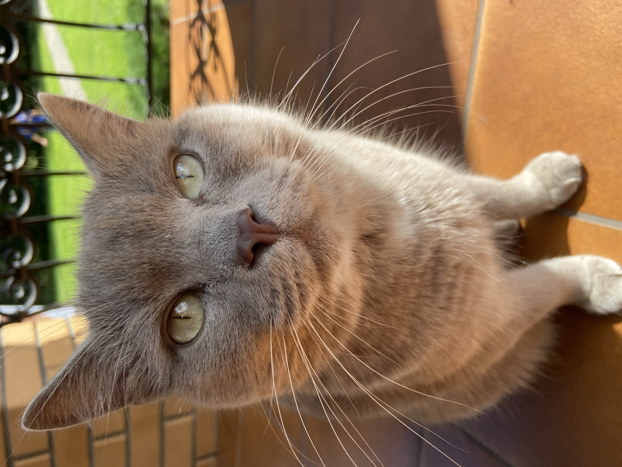 A close-up, eye-level shot captures a grey cat with green eyes sitting outdoors. The cat is facing the camera, with its head and upper body filling most of the frame. Sunlight illuminates the cat from the side, casting shadows. In the background, a blurry green lawn, a brick wall, and a decorative metal fence are visible. The cat is positioned on an orange tiled surface. The scene appears to be a residential area, possibly a patio or garden, in Зимородок Днп, Russia.
