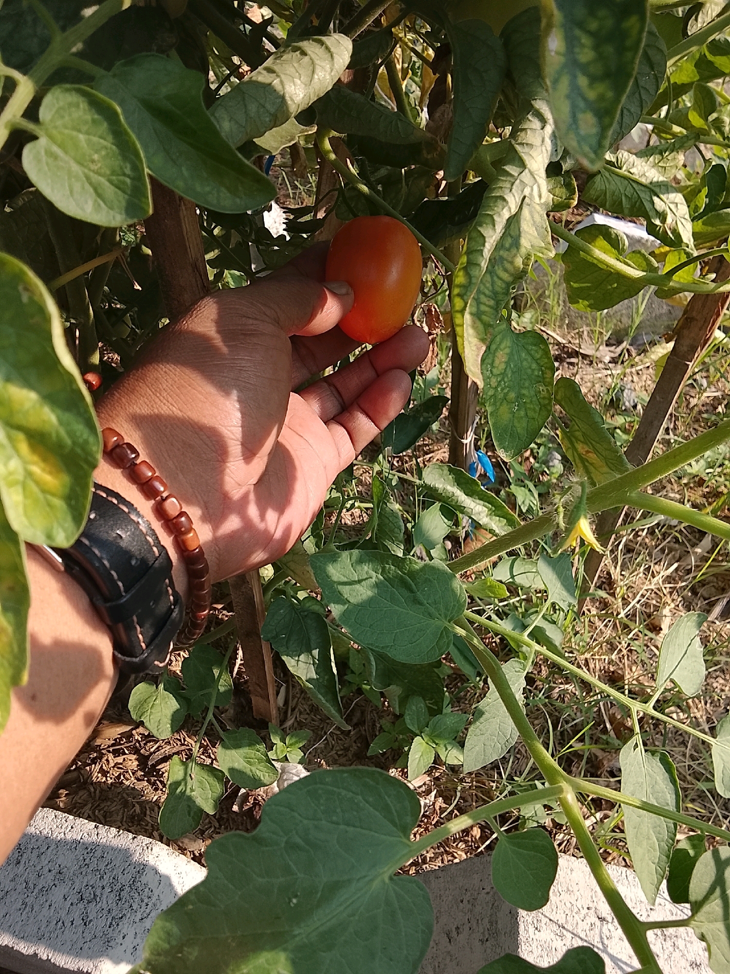 In Slawi, Indonesia, a person's hand is reaching out to a single, ripe tomato on a vine. The tomato is a vibrant orange-red, and the hand is gently cupping it. The plant is lush and green, with large leaves and a visible yellow flower in the background. The scene appears to be an outdoor garden, with dry earth and scattered leaves visible on the ground. The person is wearing a dark watch and a brown beaded bracelet on their wrist. The lighting suggests it is daytime, with sunlight casting shadows on the hand and surrounding foliage.
