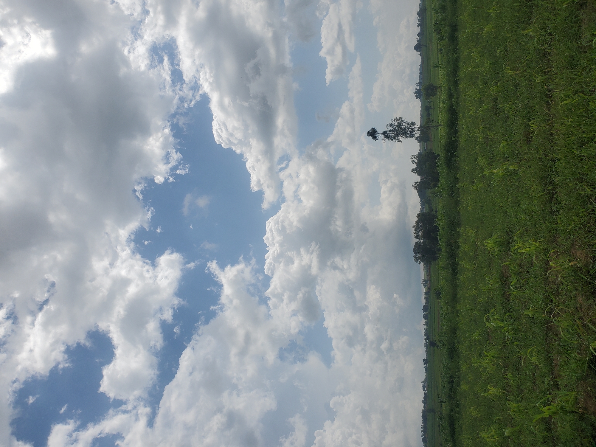 The image depicts a wide, verdant agricultural field under a cloudy sky. In the foreground, young green crops, possibly maize or sorghum, are growing in rows, with some taller grasses interspersed. The field stretches towards the horizon, where a line of trees and scattered buildings marks the edge of the cultivated land. A single, tall, slender tree with a dense canopy stands prominently in the middle ground, silhouetted against the sky. The sky itself is dynamic, filled with a mix of bright white cumulus clouds and darker, more ominous gray clouds, suggesting varied weather conditions. The overall scene is one of rural agricultural activity in Wumat Central, Nigeria.