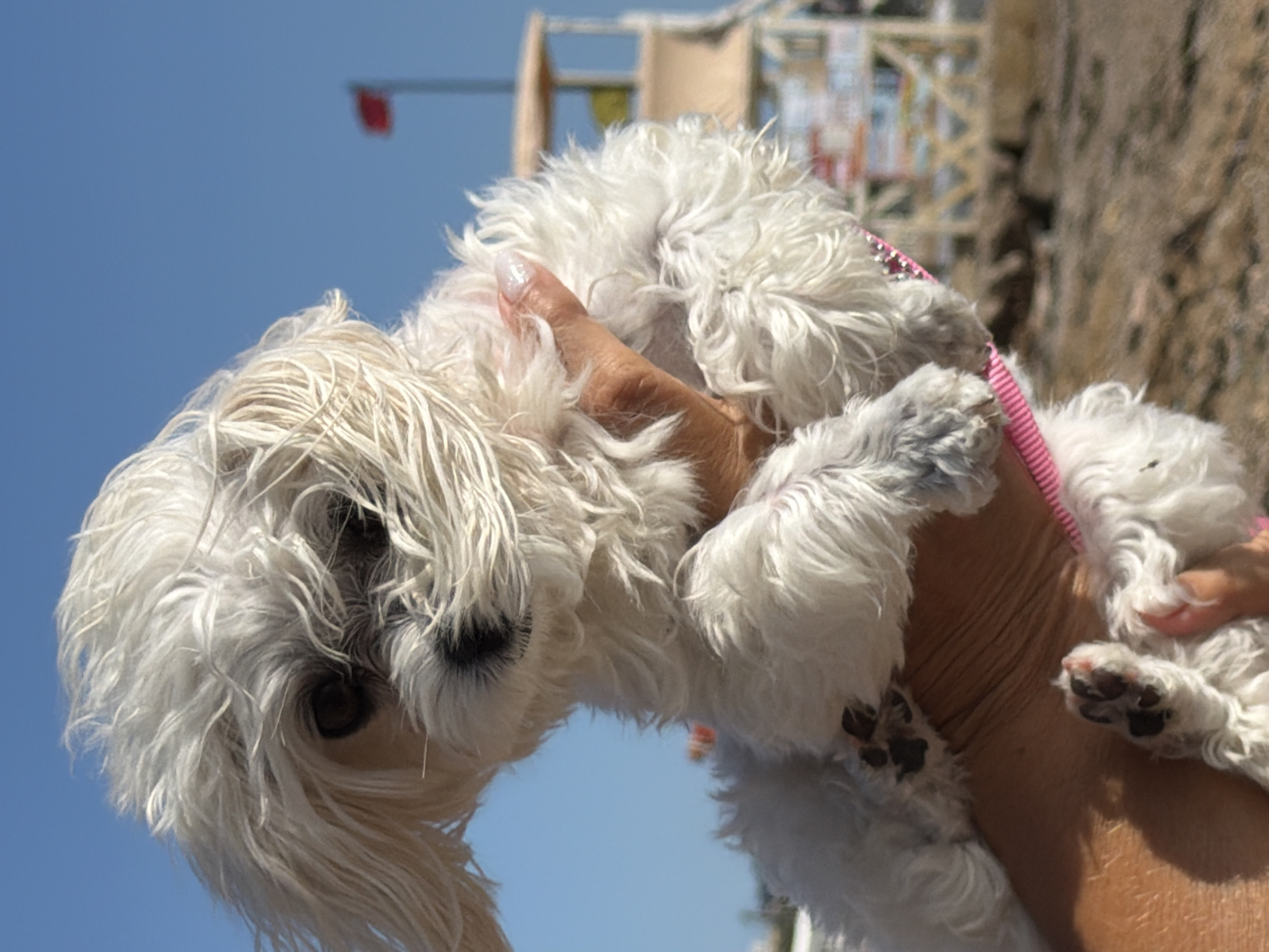 A small, white dog with a fluffy coat is being held by a person's arm and hand. The dog's fur is somewhat wet and tousled, and it is looking towards the viewer with its dark eyes visible through the fur. The person's arm is tanned, and they have a fingernail on their index finger painted with white glitter polish. A pink collar with a decorative pattern is visible around the dog's neck. In the background, there is a clear blue sky, a red flag on a pole, and a lifeguard tower with a light brown roof. The ground appears to be sandy or rocky. The setting suggests a beach or coastal area. The location is noted as Качинский округ, Ukraine.