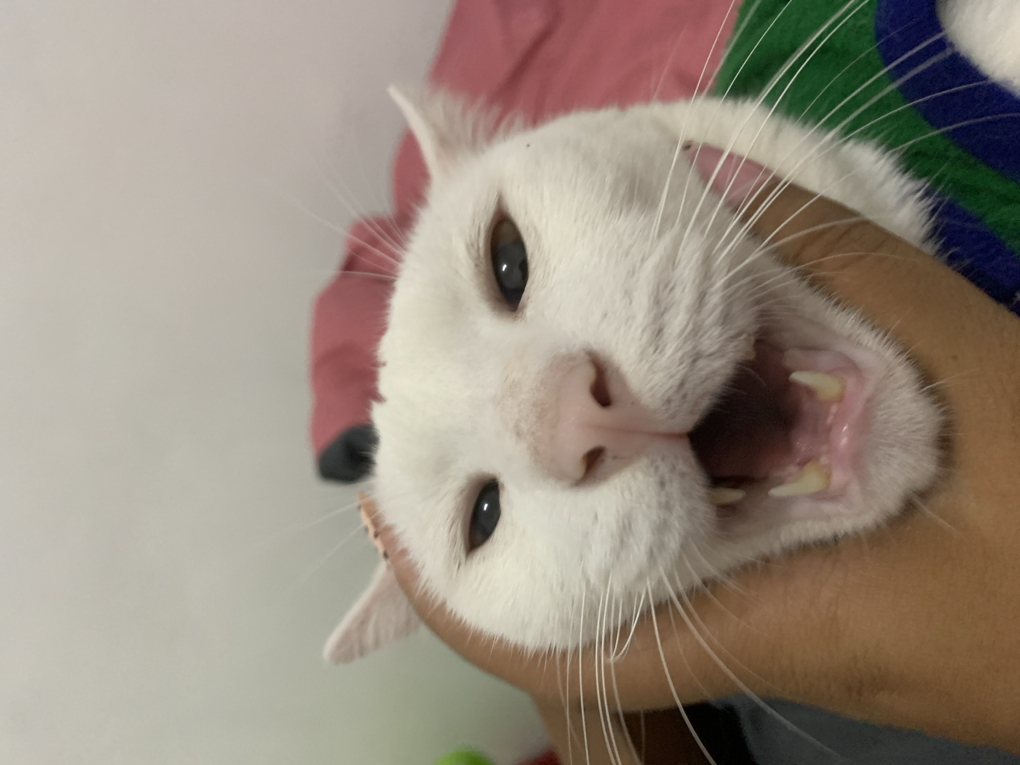 The image shows a close-up, vertically oriented, low-angle shot of a white cat's face. The cat is being held by a person's hand, which is visible around the cat's chin and neck area. The cat's mouth is wide open, revealing its teeth and the inside of its mouth. The cat's eyes are open and appear to be looking forward. Its whiskers are prominent. Behind the cat, there is a blurry background that includes a pink fabric and a portion of a striped blanket or cloth with green and blue stripes. The overall lighting suggests it is daytime. The emotion conveyed by the cat's expression is one of surprise or agitation. There is no visible text in the image.