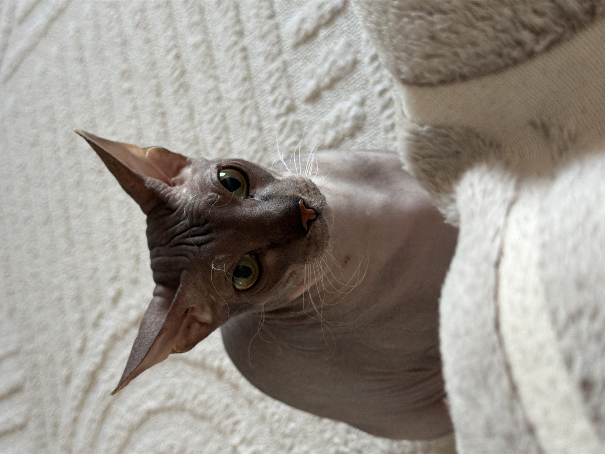 A hairless cat with large ears and green eyes is lying on a white textured surface. The cat's head is tilted upward. To the right of the cat is a grey and white striped, soft, and fluffy object.
There is no information present in the image to determine its location in Izhevsk, Russia.