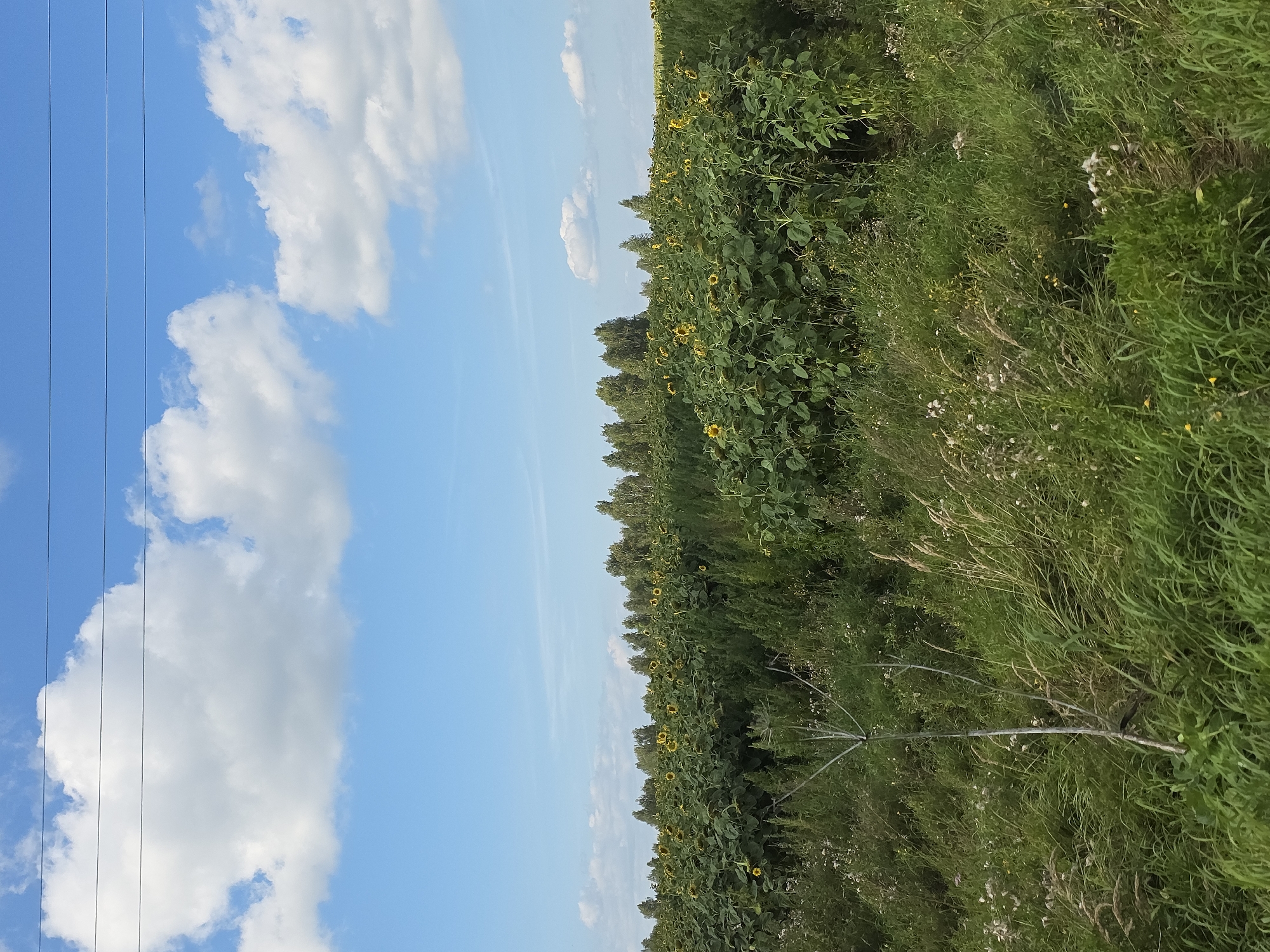 This is an outdoor, eye-level, medium shot of a field of sunflowers under a partly cloudy blue sky. The field is vast and dense with sunflowers, their large, dark heads facing upward. The foreground is a mix of green grass and wild vegetation, with some taller, dried stalks visible. A line of trees forms the horizon behind the sunflower field. Overhead, three black power lines stretch horizontally across the sky. The lighting suggests it is daytime, likely midday, with bright sunlight casting minimal shadows. The location is identified as Yaltyrova, Russia.