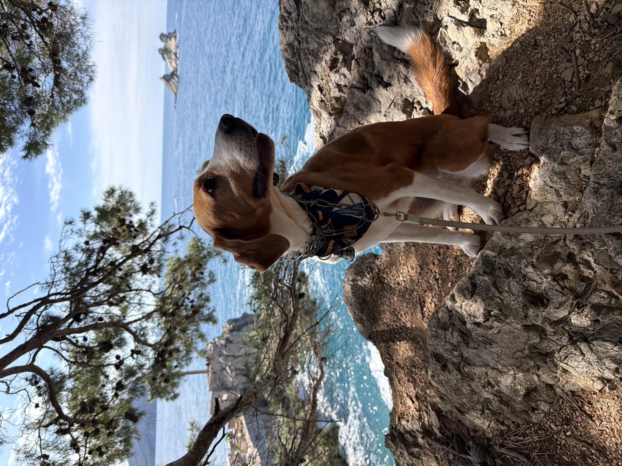 A medium shot depicts a brown-and-white dog wearing a blue patterned bandana, positioned on a rocky ledge overlooking the Adriatic Sea in Petrovac, Montenegro. The dog is leashed, and the leash is visible. In the background, there are small islands in the sea. To the left, pine trees frame part of the shot, with the sky and sea visible through the branches. The day appears sunny. The dog is standing still and looking into the distance. The rocks on which the dog is standing are light gray.