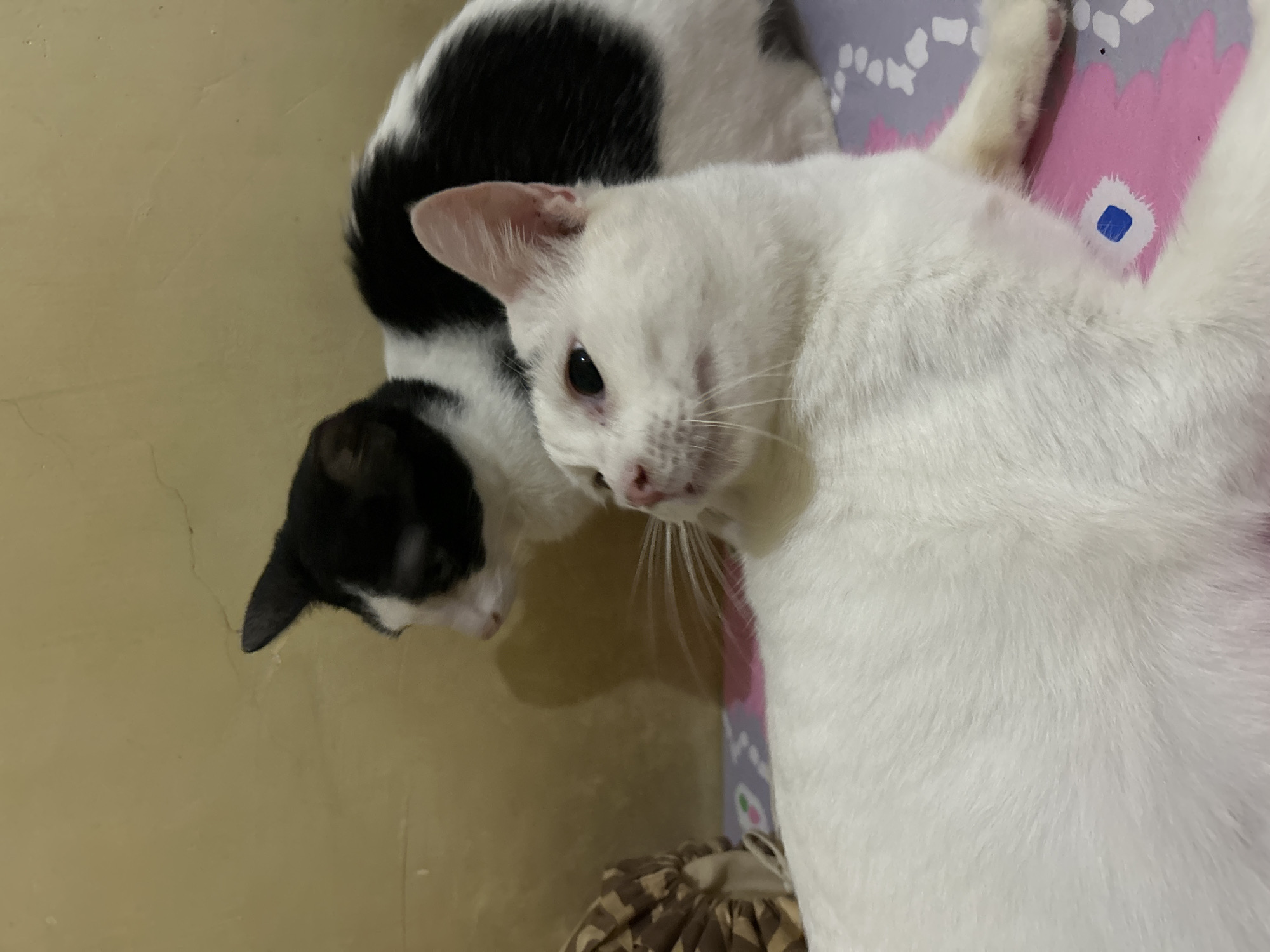 Two cats are lying on a patterned blanket. One cat, primarily white with pinkish undertones on its ear and a small mark on its nose, is in the foreground, facing left and looking upwards. Its body is mostly out of frame to the left. Behind it, a black and white cat with patches of black fur on its back and head is partially visible, also facing left. The background consists of a textured, yellowish wall with some cracks. A woven object, possibly a pet toy, is partially visible on the far left. The lighting suggests an indoor setting. The image was captured in Makassar, Indonesia.