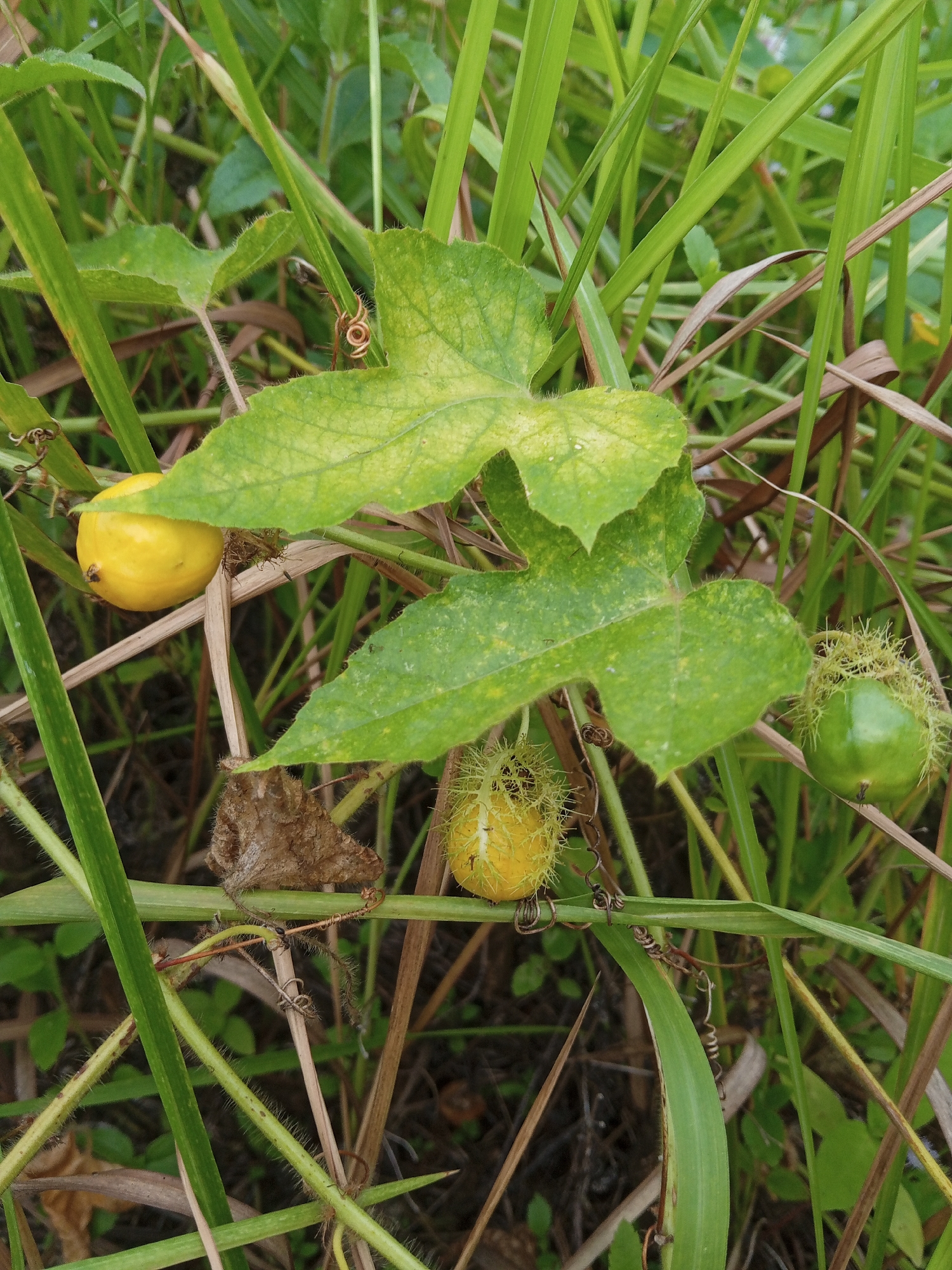 The image depicts a cluster of Passiflora foetida plants growing in a field, likely in Lhokseumawe, Indonesia. There are three visible fruits: one yellow, one green, and another yellow. The fruits are spherical and covered in a hairy, net-like texture. The plant's leaves are heart-shaped with distinct lobes, and their color varies from light green to yellowish-green. Tendrils are visible, coiling around other plants for support. The background consists of tall grasses and other green foliage, creating a natural, overgrown environment. A dry, brown leaf is also present.
