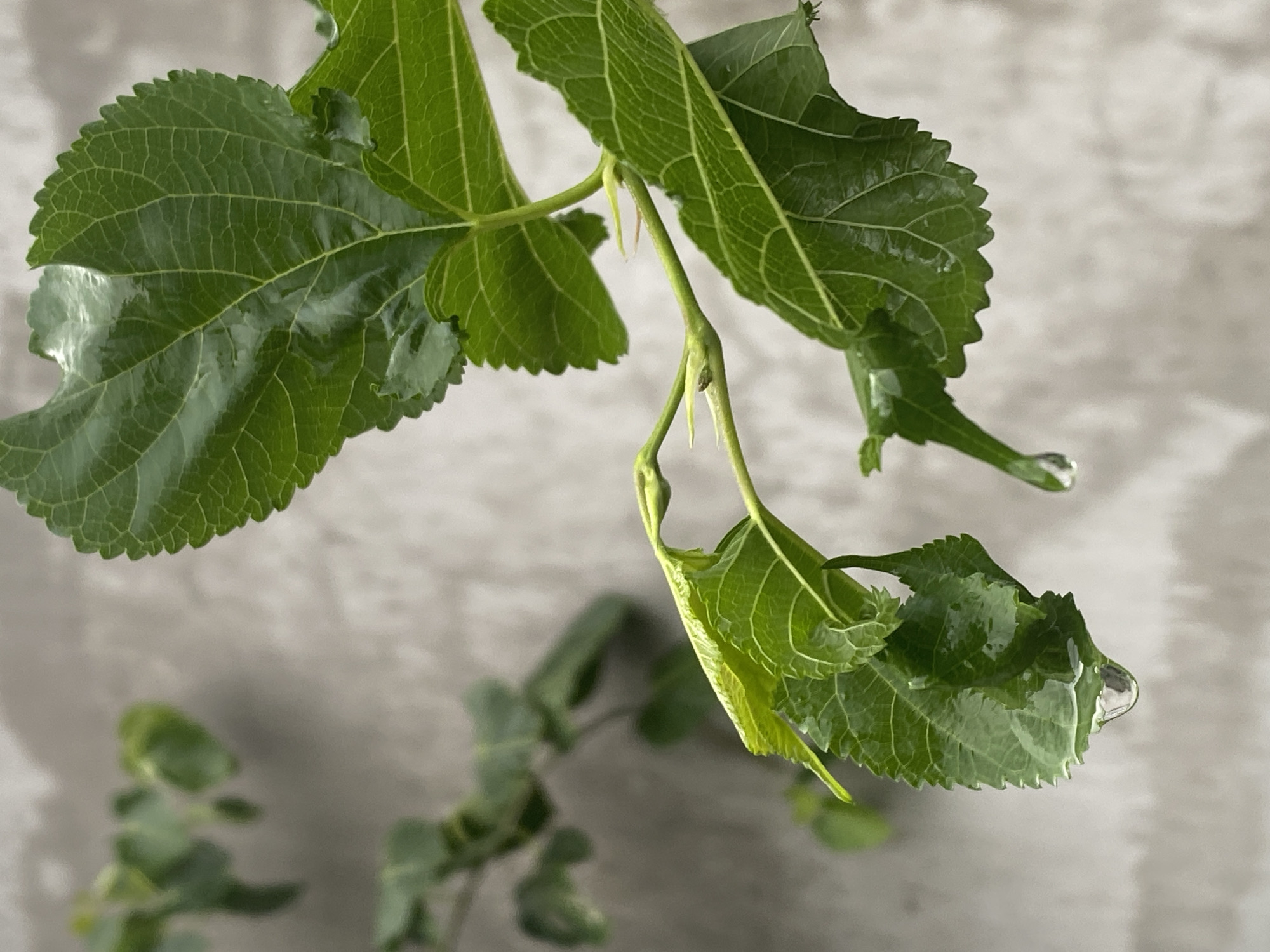 A close-up, high-angle shot captures several bright green mulberry leaves with prominent veins, some glistening with water droplets. The leaves are attached to thin, light-green stems. In the foreground, two large water droplets hang from the edges of the leaves, one at the bottom left and another slightly to the right. The background is a textured, light gray surface, possibly a wall, with a slightly blurred effect. The overall scene is likely taken in a natural or garden setting, possibly during or after rain. The location in Mũi Né, Vietnam, implies a tropical climate, which would explain the lush foliage and potential for rain.