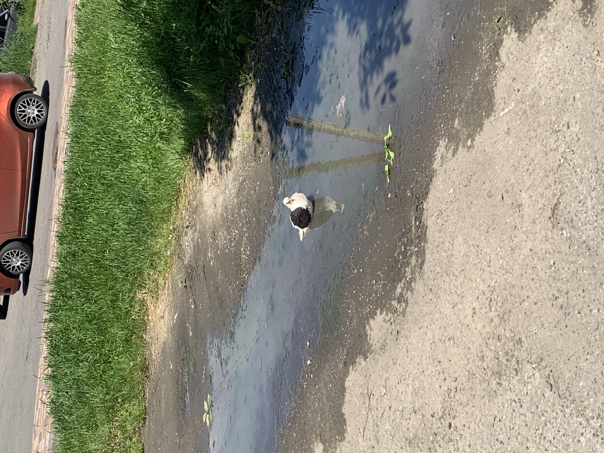 An outdoor scene captured from a slightly elevated perspective shows a black and white bird standing in a large puddle. The bird, possibly a domestic duck or fowl, is positioned in the center-right of the puddle, facing away from the viewer, appearing to dip its head or preen. Its plumage is distinctly black on its back and wings, with white feathers on its head and chest.
The puddle occupies a significant portion of the image, reflecting tree shadows and the bright sky, creating a mottled surface. The ground around the puddle is a mix of dirt and gravelly asphalt. To the left of the puddle, a lush strip of bright green grass runs horizontally across the frame, acting as a median or verge. Beyond the grass on the far left, a paved road is visible, where the front portion of an orange or reddish-brown car is parked. Only the fender and a silver multi-spoke wheel of the car are clearly seen.
The lighting suggests a sunny day, likely midday or early afternoon, with clear, distinct shadows cast by unseen trees onto the puddle. The presence of the large puddle indicates recent rainfall or a consistent source of water. The overall setting appears to be a suburban or rural street scene in Stavropol, Russia. There is no visible text.