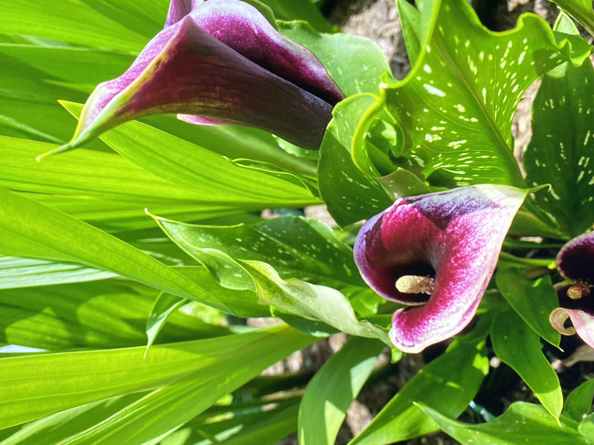 The image depicts a close-up view of several dark purple calla lilies, likely in a garden setting. The flowers are in various stages of bloom, with some unfurling and others more tightly closed. Their dark, velvety petals are a striking contrast to the vibrant green, glossy leaves that surround them. Many of the leaves are speckled with white markings, adding texture and visual interest. The lighting suggests it is daytime, with sunlight casting shadows and highlighting the contours of the plants. The background is blurred, indicating a shallow depth of field that keeps the focus squarely on the lilies. The scene is outdoors, with hints of soil and possibly other foliage visible beneath the prominent plants. The specific location in Purkersdorf, Austria, cannot be determined from the image alone, as it shows only the natural elements of the flora.