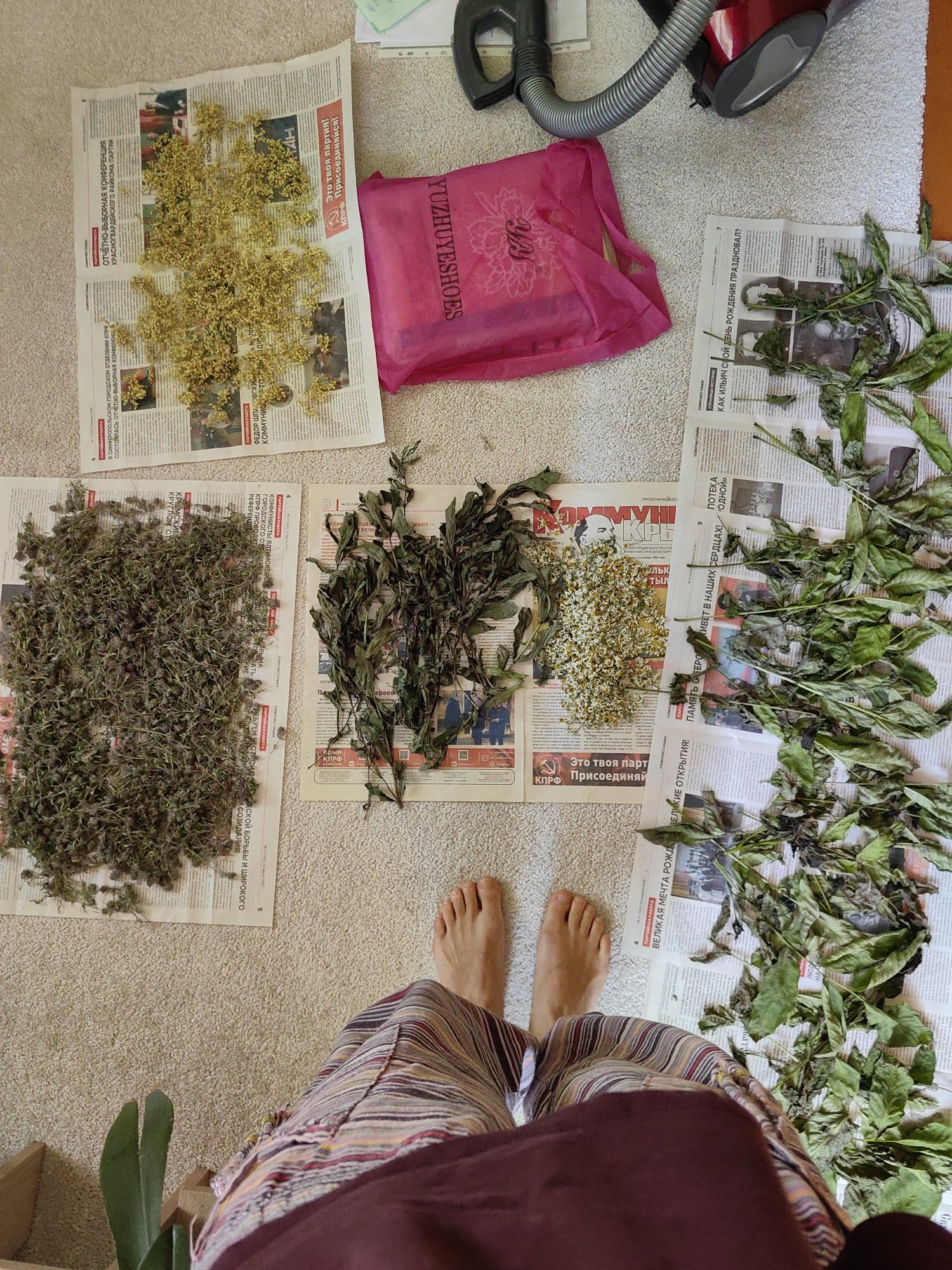 The image shows a top-down view of several piles of dried herbs and flowers laid out on newspapers on a carpeted floor. In the top left, a pile of small yellow flowers is spread on a newspaper. To the right of this, a pink shopping bag with "YUZHUESHOES" printed on it is visible. Further to the right, a large pile of dried green leaves and stems is spread across multiple newspapers. In the bottom left, a large pile of small, dark green dried herbs is laid out. In the center, next to the small dark green herbs, is a pile of dried chamomile flowers. A pair of bare feet and the lower half of a person wearing striped pants are in the foreground, facing away from the camera. The environment appears to be indoors, with a vacuum cleaner visible in the background at the top. The newspapers have Cyrillic text, suggesting a location where this language is used. The image is taken in the city of Zuy (Зуйское сельское поселение), Ukraine, a detail not visually present in the image itself but provided by the user.
