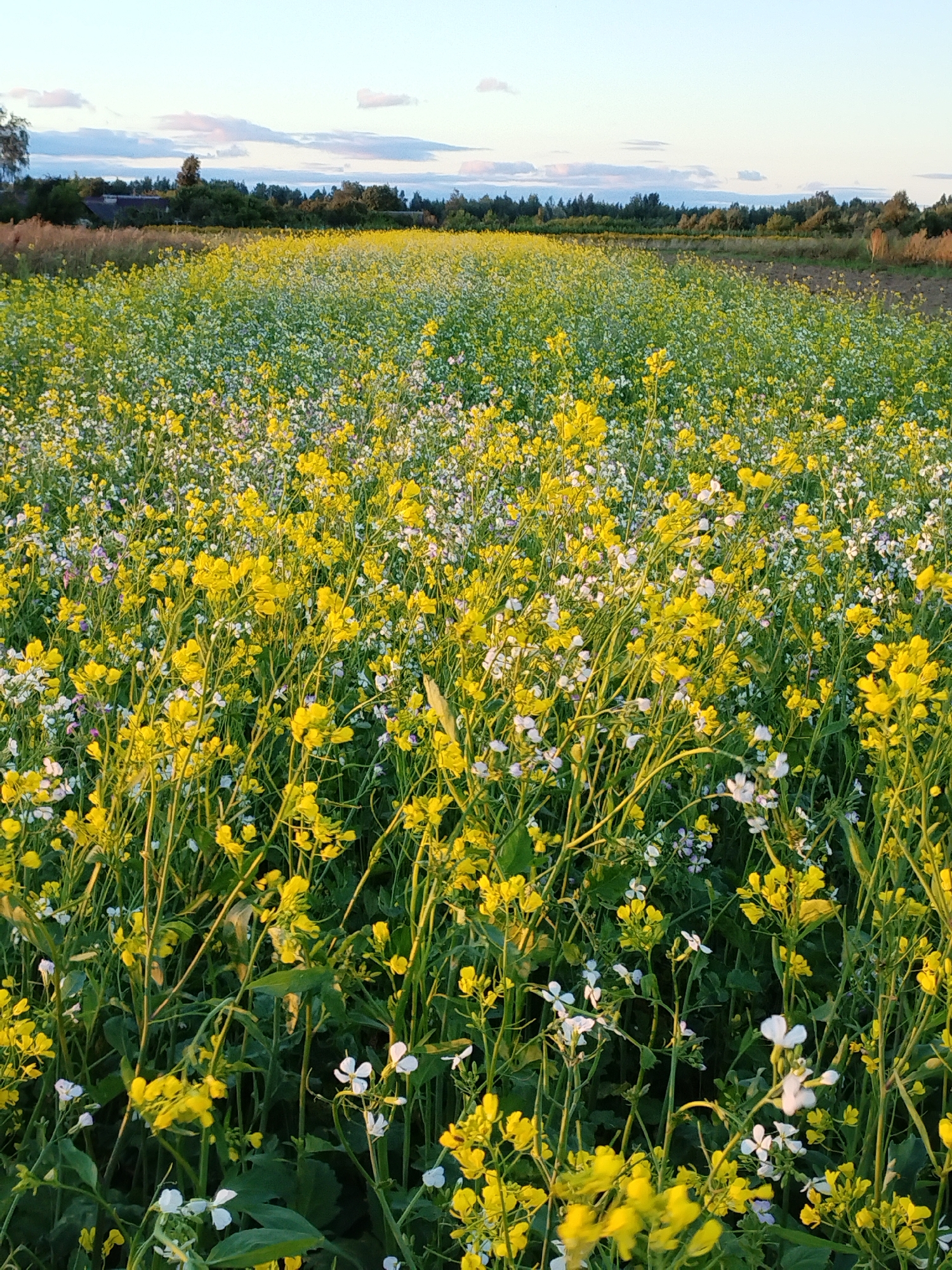 A field of yellow and white wildflowers is in full bloom under a pale blue sky with scattered clouds. The flowers are densely packed, forming a vibrant carpet that extends into the distance. The foreground is dominated by tall, green stems with bright yellow blossoms, interspersed with smaller white flowers. In the background, a line of trees marks the edge of the field, and beyond that, a few buildings are visible, suggesting the proximity of a settlement. The scene appears to be located in Bialynichy, Belarus, during a warm, clear day.