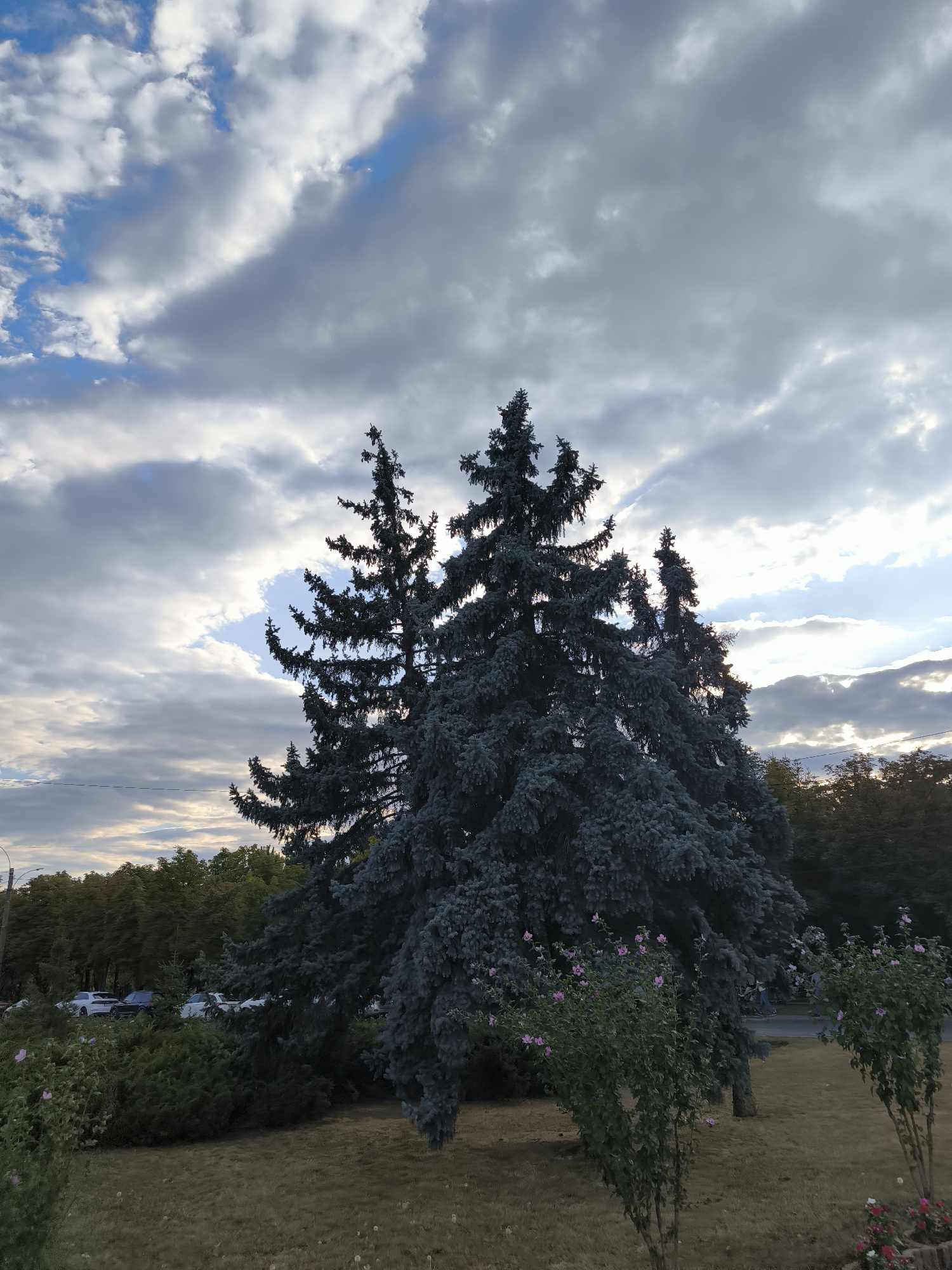 This is a medium-shot, vertical, outdoor photograph captured on a cloudy day in Chișinău, Moldova. The foreground features a dry, brown lawn dotted with a few white dandelions and two flowering bushes with small pink blossoms. Behind the bushes, several large blue spruce trees dominate the scene. To the left of the spruce trees, a line of cars is parked, and further behind them, a dense line of green deciduous trees forms the background. The sky above is filled with dramatic, dark grey and white clouds, with patches of blue sky visible. A thin wire stretches horizontally across the middle ground, above the parked cars and in front of the deciduous trees. The overall impression is one of a somewhat overcast day in a park or urban green space.