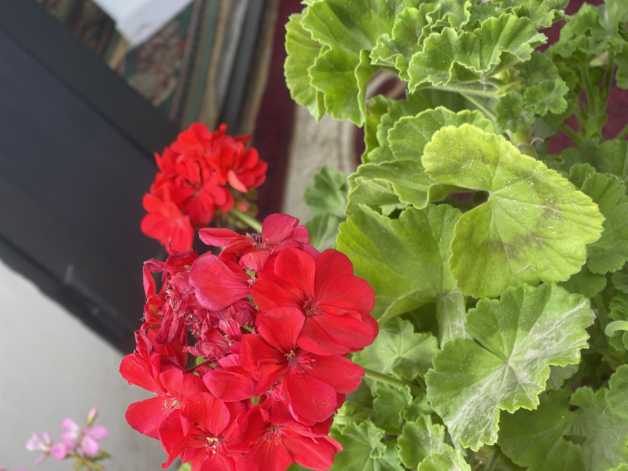 This is a close-up, eye-level shot of vibrant red geranium flowers in full bloom. The flowers are clustered together, with some petals appearing slightly wilted. In the background, out of focus, are more red flowers and the blurred forms of a dark structure and a patterned rug, suggesting an outdoor setting, possibly a patio or garden area in the city of Кызыл-Тоо, Kyrgyzstan. The foreground is dominated by lush green geranium leaves, some of which have a dusting of white powder and darker, possibly natural, markings. The lighting is natural, highlighting the textures and colors of the plants. No people are visible in the image.