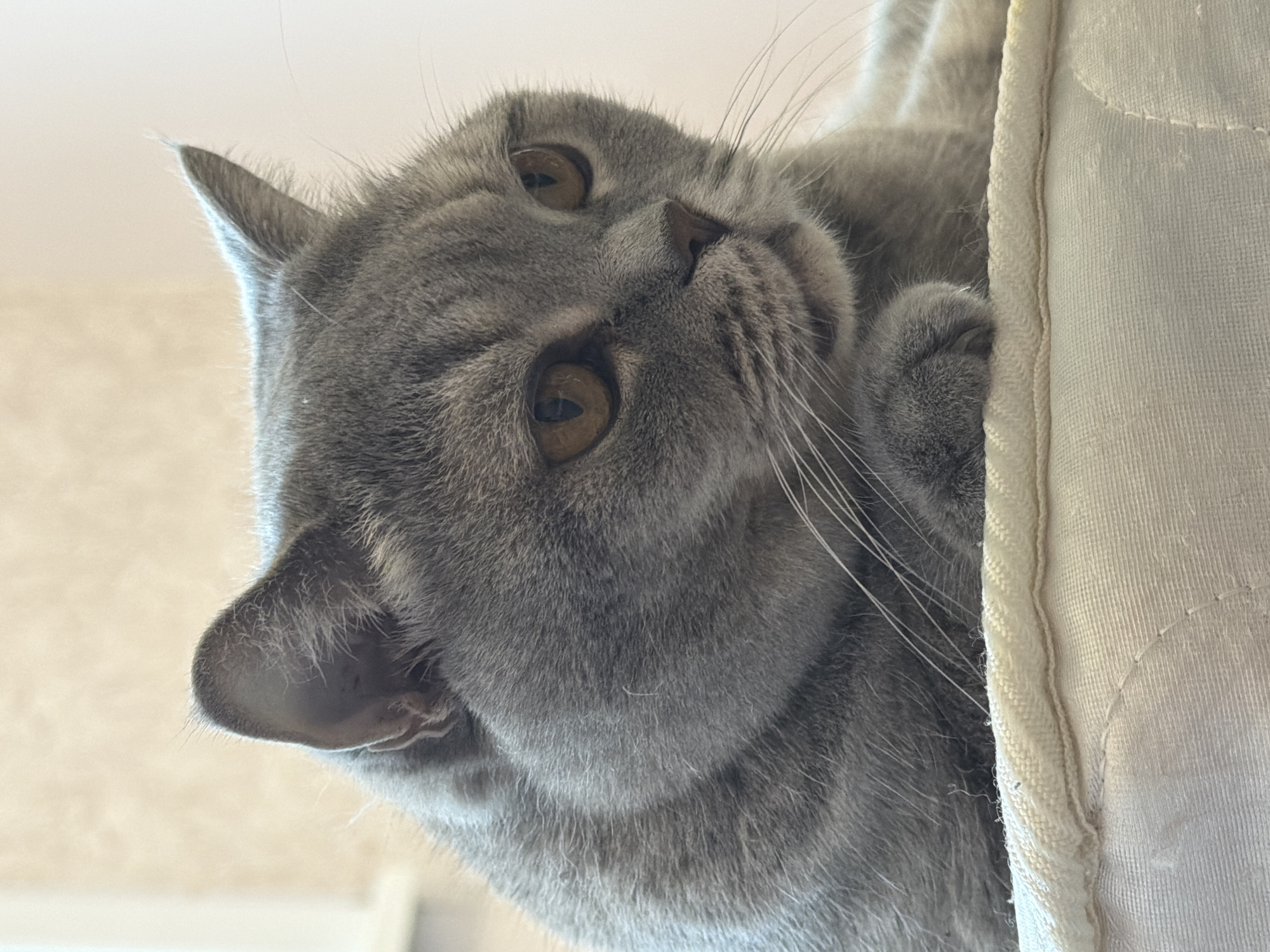A gray British Shorthair cat is positioned upside down, looking at the camera. Its head is tilted, with its amber eyes visible. The cat's paws are near a white, textured, padded surface. The background is out of focus and tan-colored. The image does not contain location information.