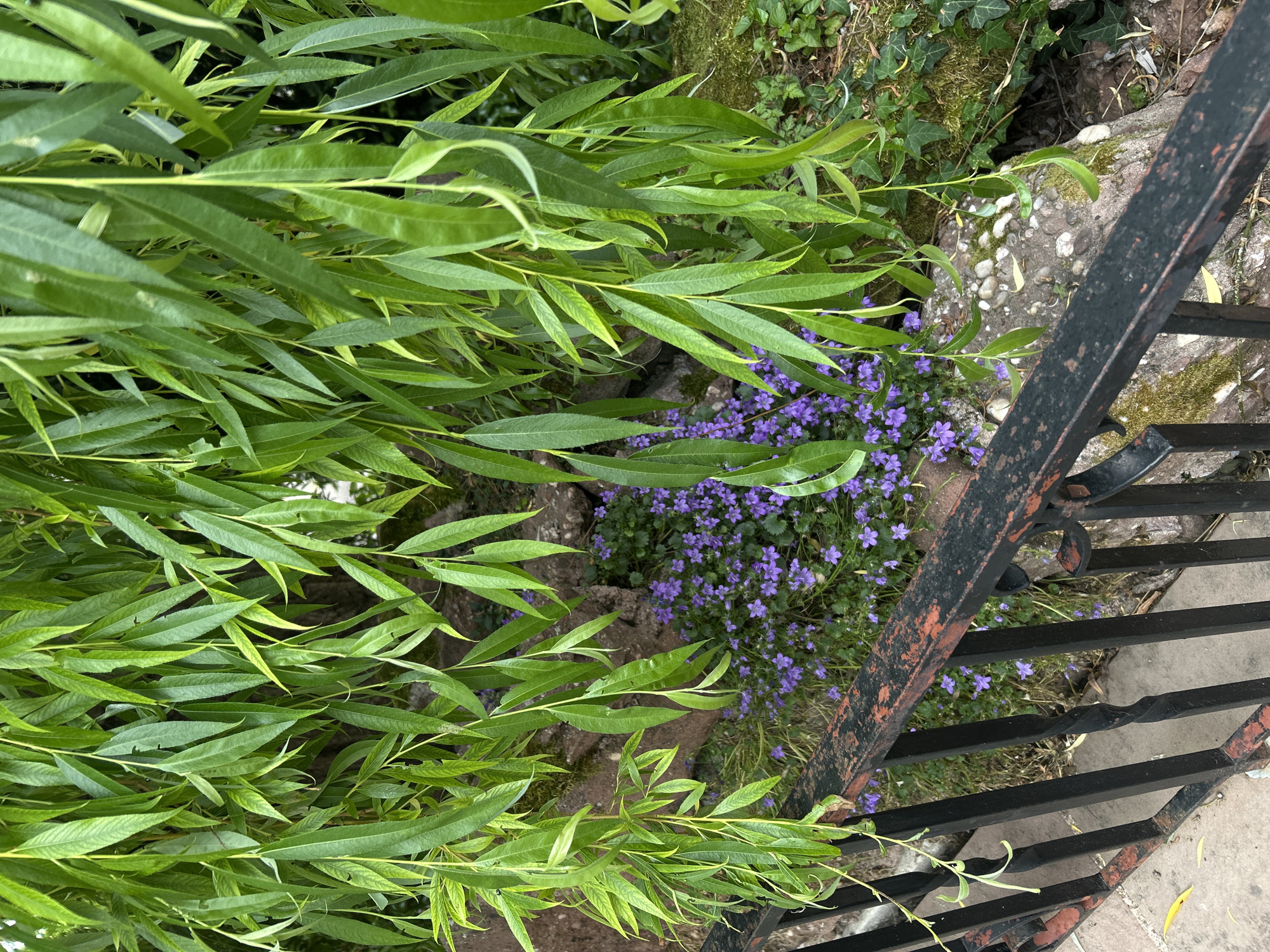 The image is a top-down view of a garden in Strasbourg, France, adjacent to a metal railing. Overhanging the area are slender, green leaves, possibly from a willow tree. Below the leaves, a cluster of small, purple flowers grows amongst the greenery and rocks. The metal railing, painted black with rust visible, runs along the right side of the frame. The ground is composed of stone and vegetation, suggesting a garden or landscaped area.
