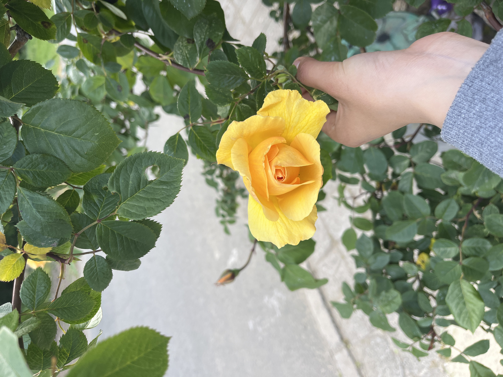A close-up shot shows a vibrant yellow rose in full bloom, being touched by a hand wearing a grey long-sleeved garment. The rose is surrounded by green foliage. A bud is also visible. The background includes a section of a light-colored, textured surface, possibly concrete or paving stones. The exact location within Lozarevo, Bulgaria, cannot be determined from the visual information provided.