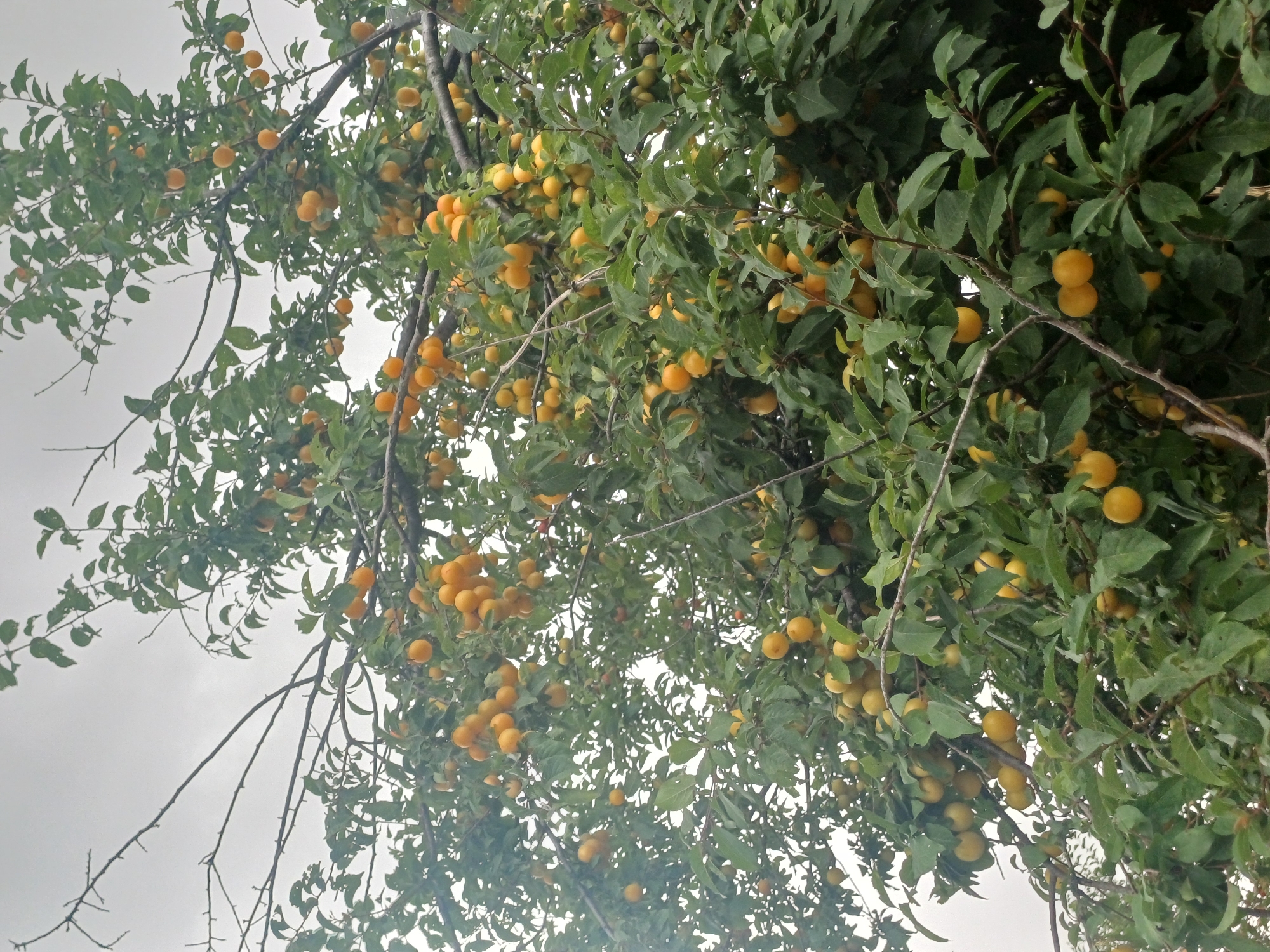 A close-up, low-angle shot depicts a fruit-laden tree, likely a plum tree, bearing numerous ripe, small, round, yellow-orange fruits. The branches are dense with dark green leaves, some of which are slightly damaged or have holes. The sky above is overcast and a uniform light gray, suggesting cloudy weather. The image appears to have been taken outdoors in Varna, Bulgaria, possibly in a garden or park setting given the presence of fruit trees in urban environments. No people are visible in the image. The overall impression is one of abundance and nature's bounty.