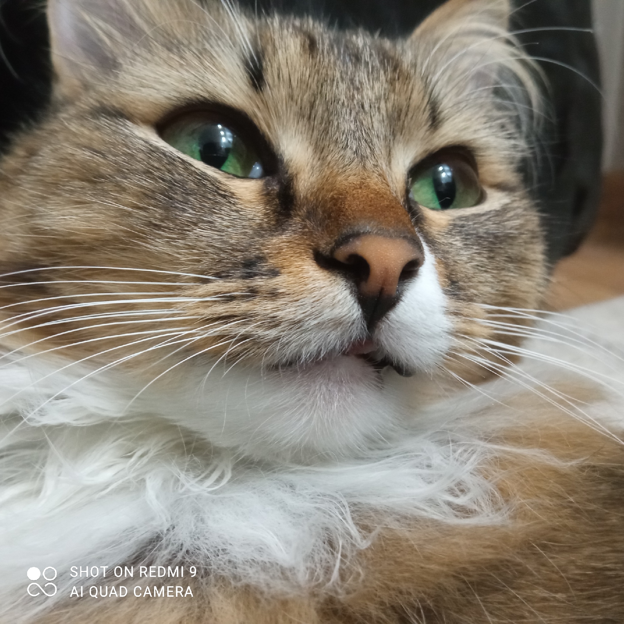 Close-up of a cat with green eyes, brown and white fur. The cat is lying down. The location, Chaikovsky, Russia, is not discernible from the visual information.