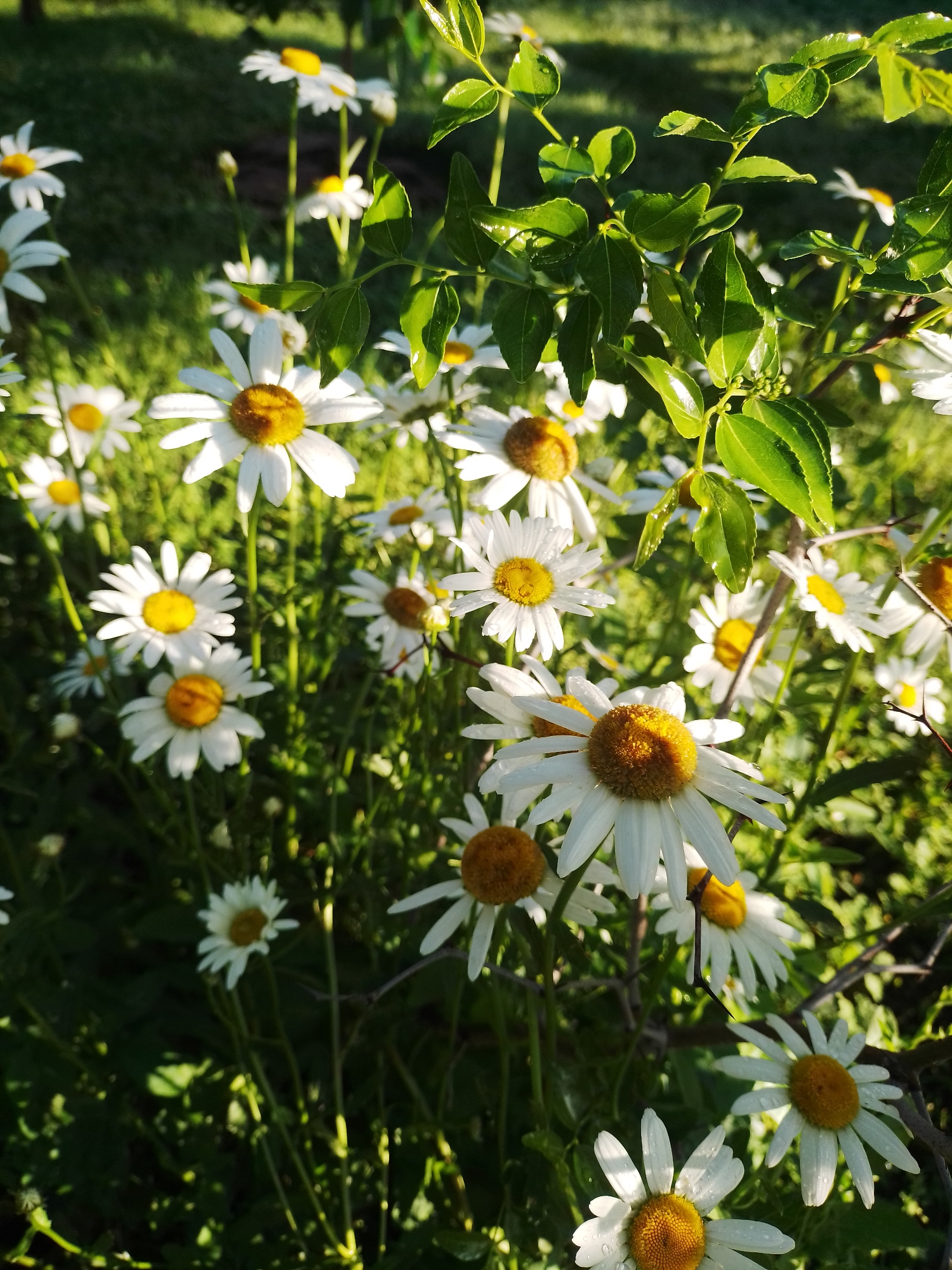 The image shows a close-up view of a patch of daisies in the city of Ustyvytsia, Ukraine. The daisies are white with yellow centers and are surrounded by green foliage. Some of the petals have dew drops on them, suggesting it may have recently rained or that it is early morning. A branch with green leaves is also visible in the upper right corner of the image, casting a shadow on some of the flowers. The background is a blur of green and dark shadows, indicating a natural setting such as a garden or a field. There are no people or animals present in the image. The lighting suggests it is daytime, with sunlight filtering through the leaves and illuminating the flowers.