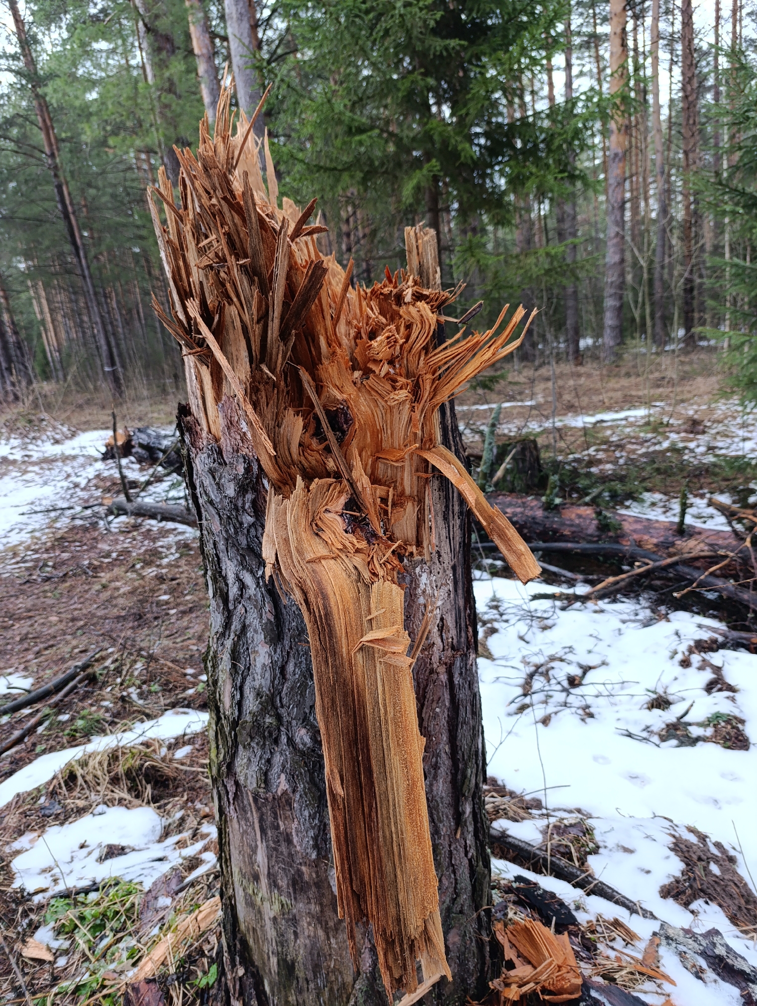 The image shows a broken tree stump in a forest in what is likely the city of Chaikovsky, Russia. The tree trunk is splintered and shattered, with the splintered wood exposed in a reddish-brown color. The tree bark is dark gray and rough. The ground is covered with patches of snow and dead leaves. The forest is dense with pine trees.