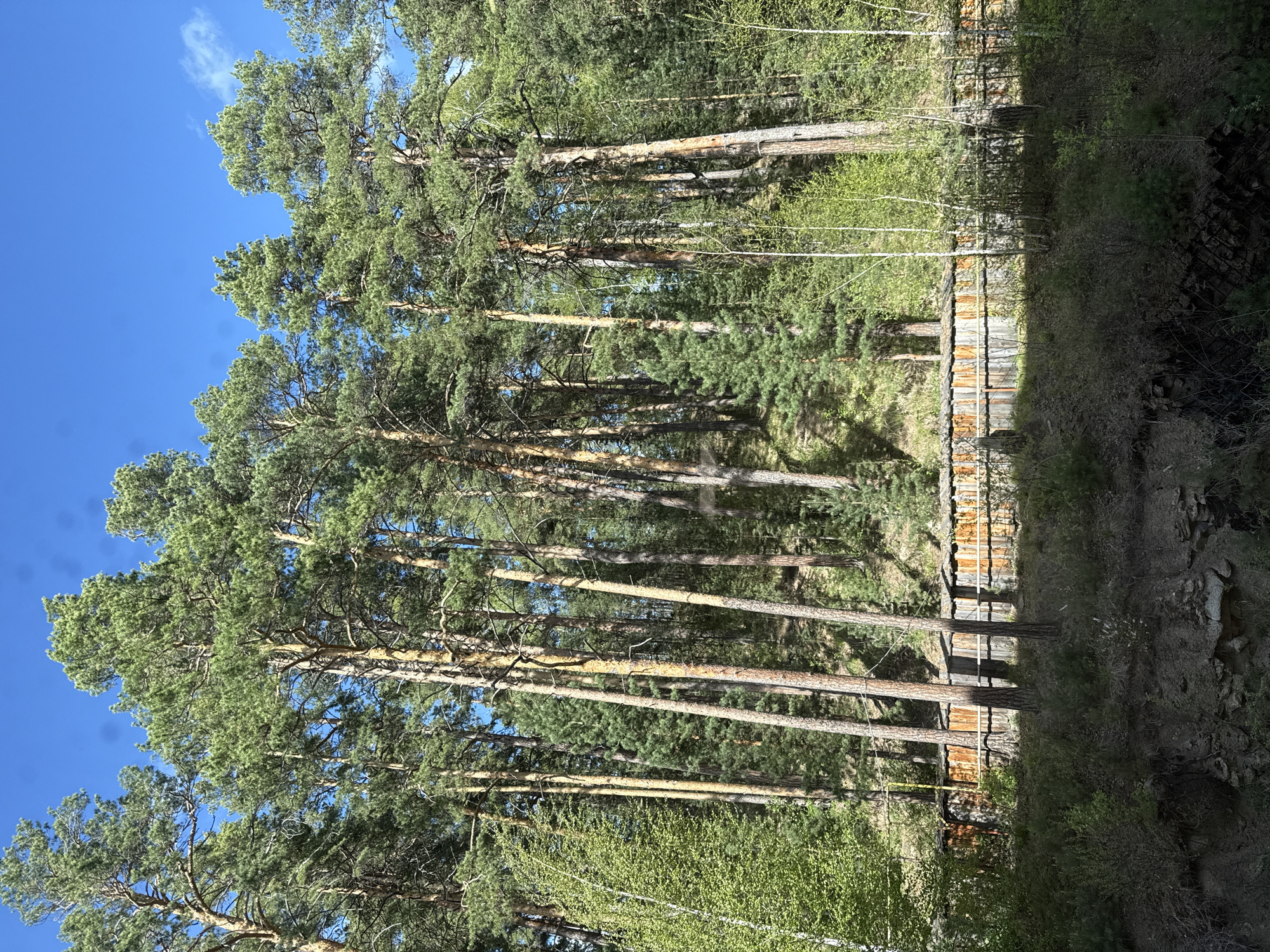 The image shows a wooded area in Turgoyak, Russia. Tall pine trees dominate the landscape, their trunks rising vertically into a clear blue sky. The trees cast shadows on a wooden fence that runs along the forest's edge. Beyond the fence, the ground slopes down, revealing some rocky terrain and sparse vegetation. The environment appears to be a natural area on the edge of a forest in Turgoyak, Russia. No people, objects, actions, or interactions are visible other than the trees and fence.