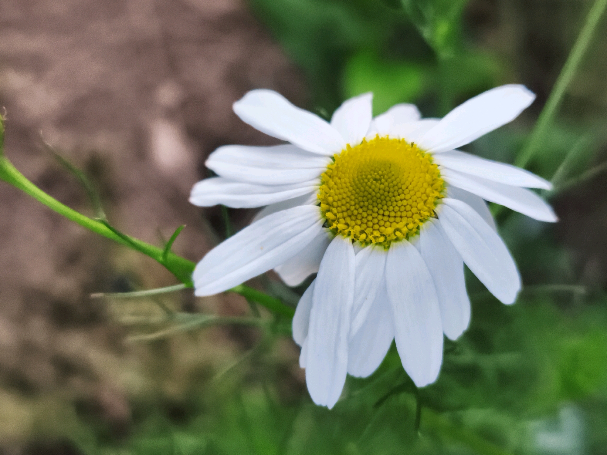 A close-up, shallow depth of field photograph captures a single daisy flower in a natural outdoor setting. The daisy, with its white petals and bright yellow center, is positioned slightly off-center to the right of the frame. A slender green stem and a few leaves are visible to the left of the flower. The background is a blur of muted brown and green tones, suggesting soil and foliage. The image does not depict any specific location within the city of Горскі сельскі Савет, Belarus, nor does it contain any people, actions, or interactions.