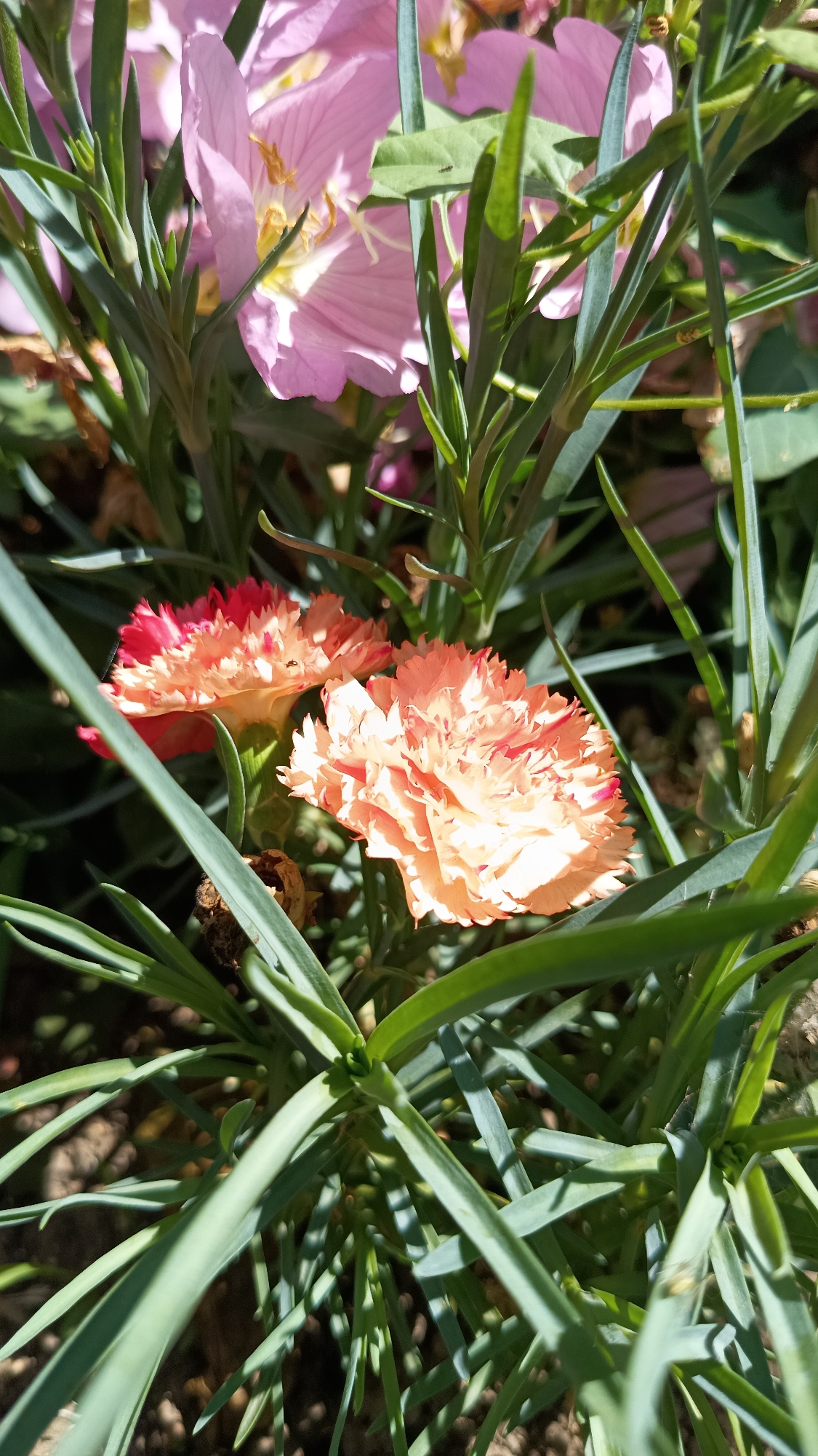 A close-up shot captures two peachy-pink carnations nestled among slender, green foliage. The carnations, with their ruffled petals edged in a darker pink or red, are the central focus. Behind them, partially obscured, are larger, light pink flowers with delicate yellow stamens. The scene is bathed in natural light, casting subtle shadows and highlighting the textures of the petals and leaves. The background is a blur of earth tones, suggesting a garden setting. The image was taken in Stefan Karadzhovo, Bulgaria.