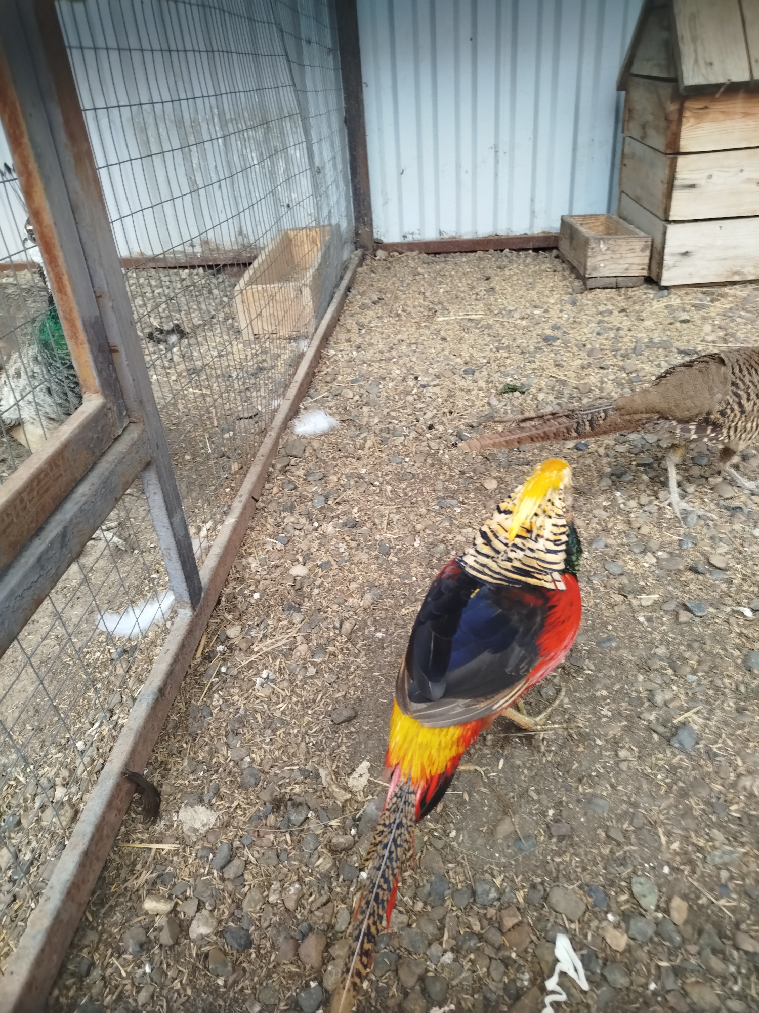 A colorful male Golden Pheasant stands in a fenced enclosure with a female pheasant in the background. The enclosure has a metal fence and a corrugated metal wall. There are wooden structures, possibly birdhouses or feeders, within the enclosure. The ground is covered with gravel and straw. The image appears to have been taken outdoors in Kemerovo, Russia.