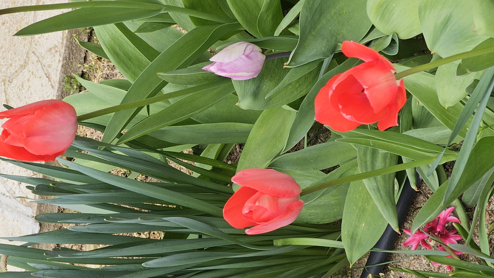 The image depicts a garden scene, with a focus on several tulips in various stages of bloom. There are three red tulips in view, two of which are partially opened, and one that is in full bloom. A pink tulip bud is also present, nestled among the greenery. The tulips are surrounded by lush green foliage, including both broad tulip leaves and narrower leaves resembling grass or a similar plant. In the lower right corner, there is a small cluster of pink hyacinth blossoms. The ground is visible in patches, with sand or small gravel particles. The image appears to be taken from an elevated position, looking down at the flower bed. The location is unknown. There are no people visible in the image.