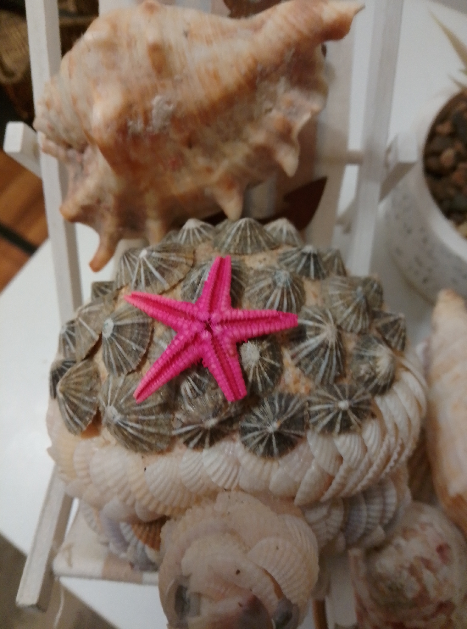 The image shows a close-up of a decorative arrangement of seashells. In the foreground, a vibrant pink starfish is placed on top of a dome-shaped structure covered in small, layered shells resembling barnacles. This dome sits on a larger base made of various white and cream-colored seashells. Behind this, a large, light brown conch shell is partially visible, positioned on a white wooden stand. The background is blurred, suggesting an indoor setting. The scene does not depict any identifiable landmarks or features that would allow for pinpointing a specific location within the city of Wedel, Germany.