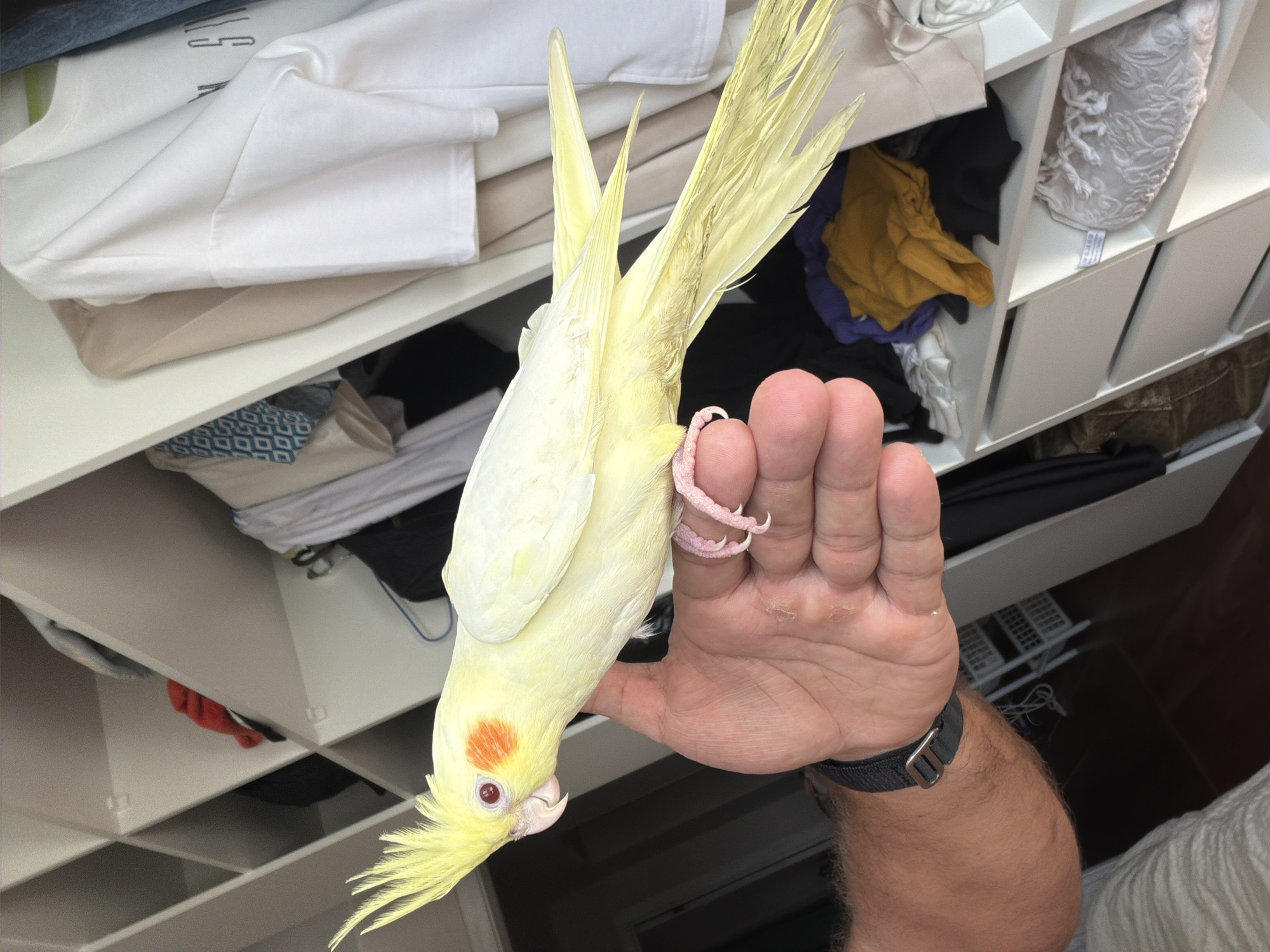 A cockatiel is being held upside down by a person's hand in front of a shelf unit filled with clothes. The cockatiel is predominantly yellow with a bright orange patch on its cheek and a crest of yellow feathers on its head. Its eyes are red, and its beak is light gray. The bird's feet, with their distinctive pink color, are visible grasping the person's fingers. The person's hand is open, revealing their palm and fingers. They are wearing a dark-colored watch with a fabric strap on their wrist.
The shelf unit behind the cockatiel is white and organized into cubby-like compartments. These compartments contain various clothing items, including white shirts, folded garments in neutral tones, and a splash of color from a yellow and purple piece of fabric. One of the compartments also holds a decorative white item with an intricate pattern, possibly a vase or a fabric holder. The overall impression is of a domestic setting, likely a closet or storage area. The lighting appears to be indoor, suggesting it's daytime but with artificial light contributing. No specific weather conditions or time of day can be definitively determined.