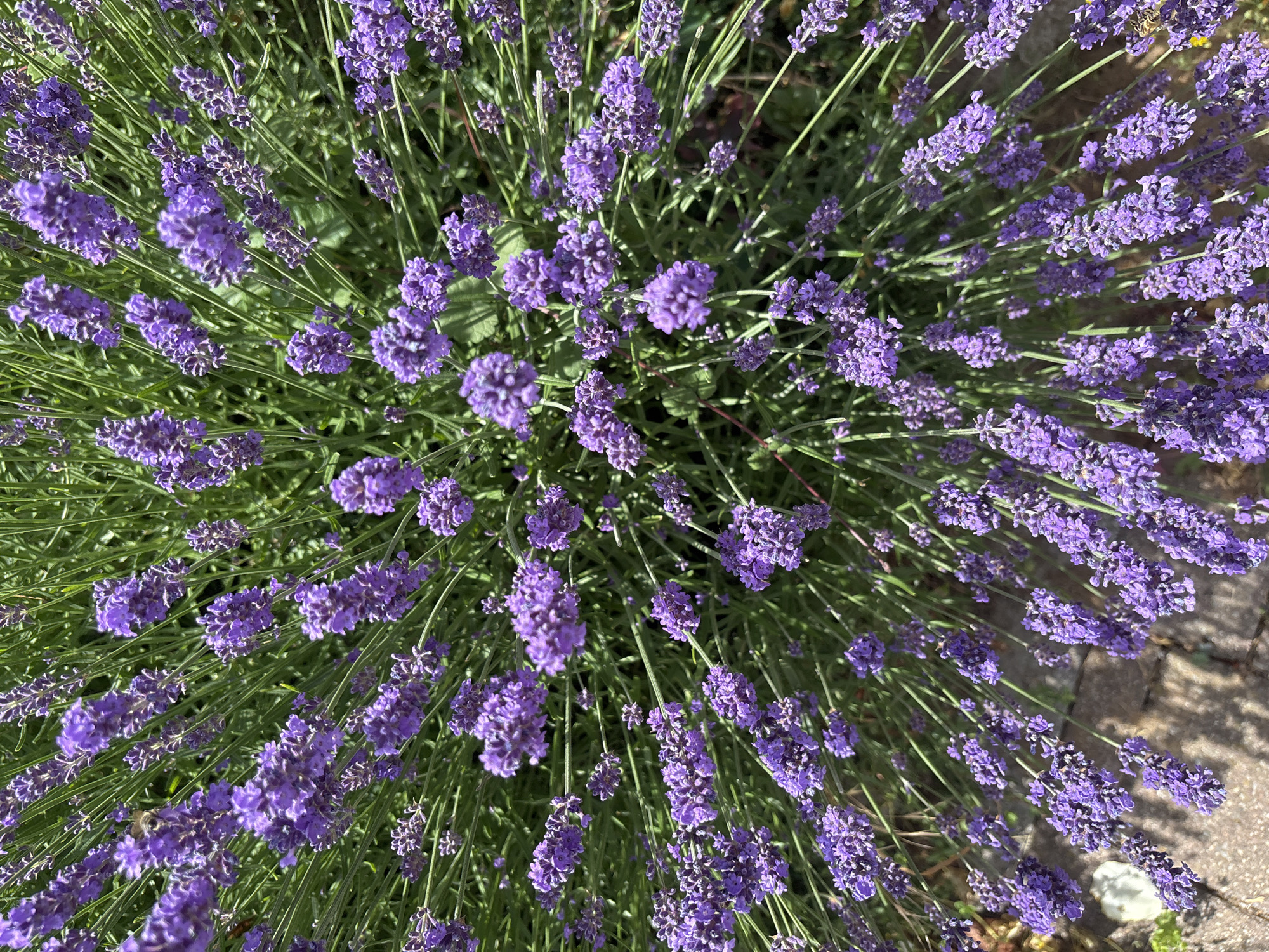 A close-up, overhead shot showcases a dense bush of vibrant purple lavender flowers. The blossoms are clustered on long, slender green stems that arch and intertwine, creating a full and textured display. The lighting suggests it is a sunny day, with some shadows dappling the scene from above. In the bottom left corner, a paved walkway made of interlocking rectangular stones is visible, with some dried leaves scattered on it. The overall impression is one of a healthy, blooming lavender plant in a garden or natural setting.