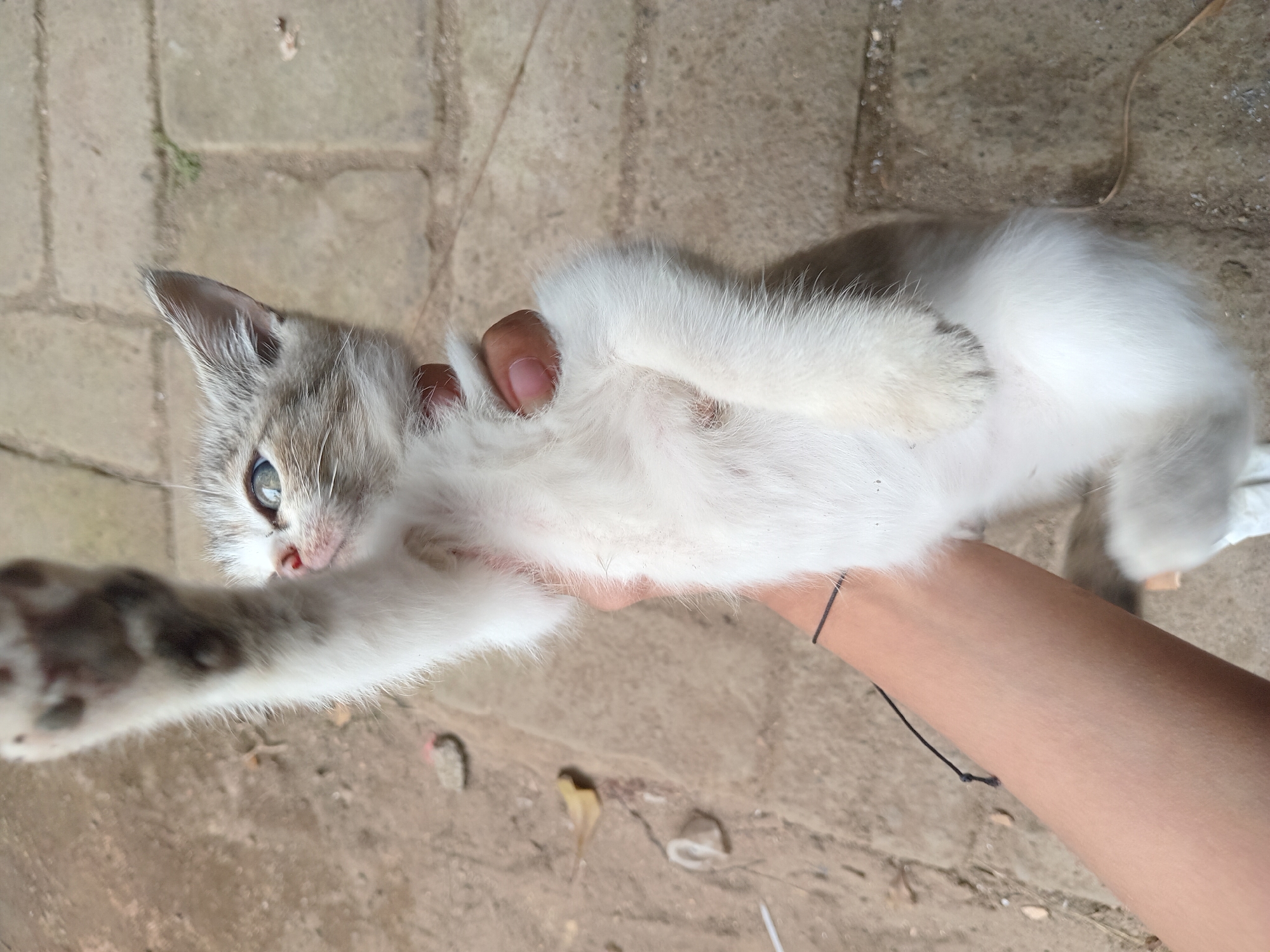 In Claket, Indonesia, a person's hand holds a kitten upside down, its paws splayed upwards. The kitten has grey and white fur and light blue eyes. The background is a paved area with visible stones and dirt.
