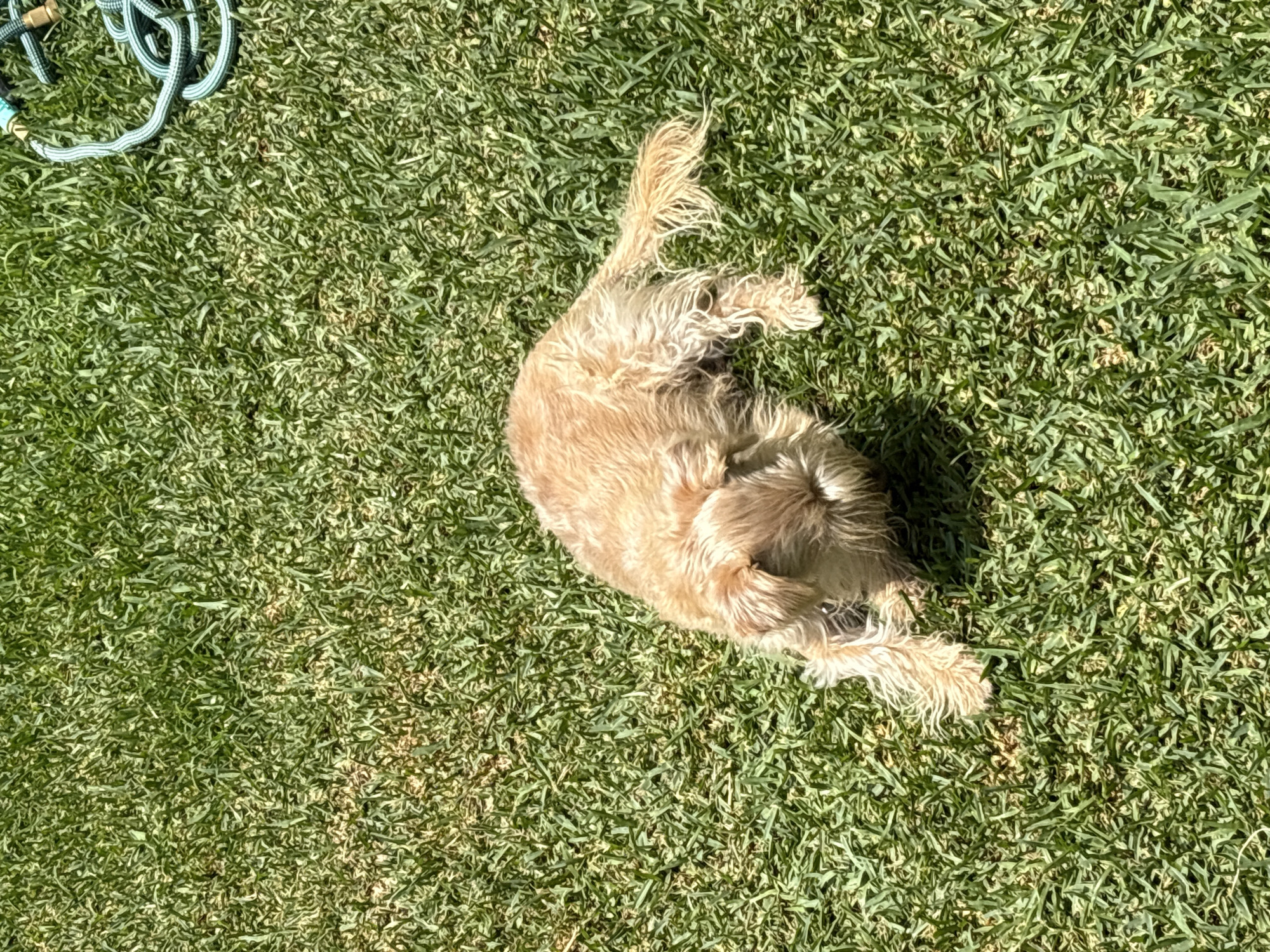 A tan, medium-sized, long-haired dog is lying on its back in a patch of green grass. The dog's tail is visible near the top of the frame, and its legs are curled up. A coiled, light-colored rope is in the upper-left corner of the frame. The setting appears to be outdoors, likely in a yard or park. The grass is well-maintained. The location of San Bernardino Tlaxcalancingo, Mexico is not evident from the image.