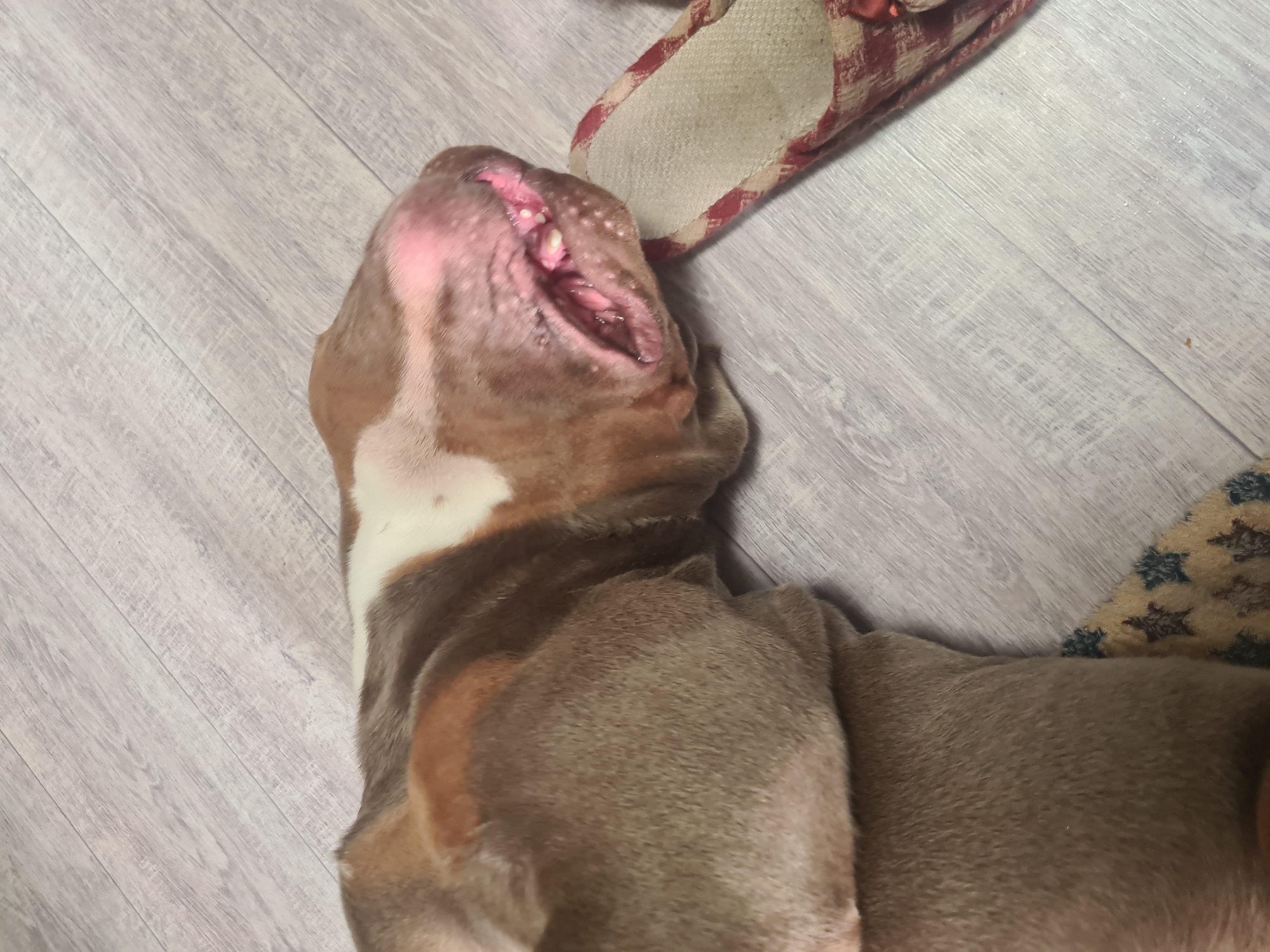 An overhead, medium shot shows a fawn-colored bulldog lying on its side on a light gray laminate wood floor with faint wood grain patterns. A small portion of a rug with star patterns is visible under the bulldog's body. To the right of the bulldog's head is a small, fabric slipper with a red and cream checkered pattern. The bulldog's head is turned towards the right of the frame, with its mouth open, revealing pink gums and some white teeth. Its snout is broad and wrinkled, and its eyes are not visible. The dog's fur is short and smooth, with patches of white on its forehead and chest. The lighting in the scene is soft and even, suggesting an indoor environment.
