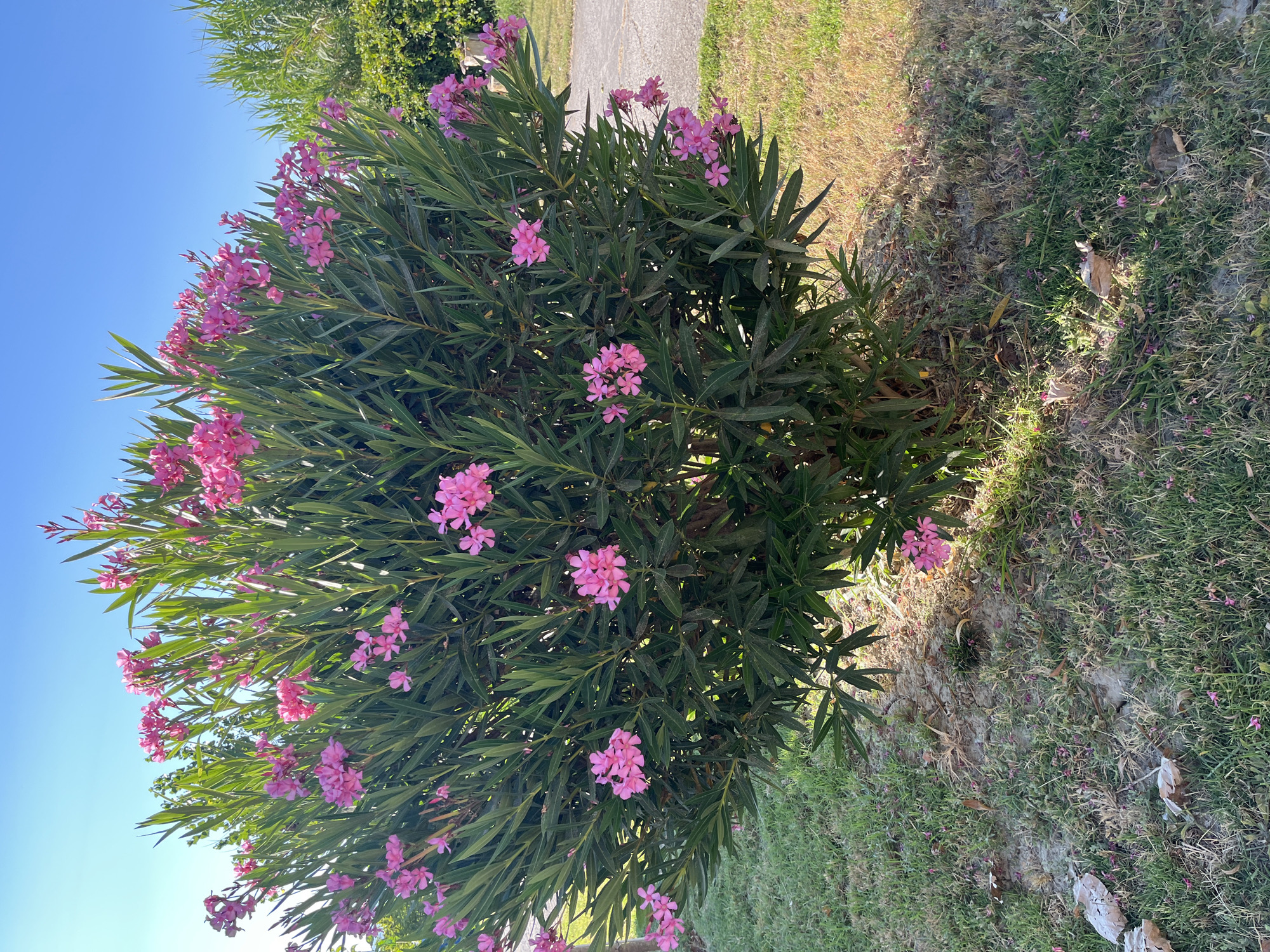 A vibrant oleander bush, covered in numerous bright pink flowers, dominates the center of the frame. The bush has dense, dark green foliage. In the background, a clear blue sky is visible, with the top of another green bush and part of a paved pathway on the right side. The ground in the foreground is covered in dry grass and scattered fallen pink petals. The lighting suggests it is daytime, with sunlight casting shadows. The scene appears to be an outdoor area, potentially a garden or public space, in Laganas Municipal Unit, Greece.