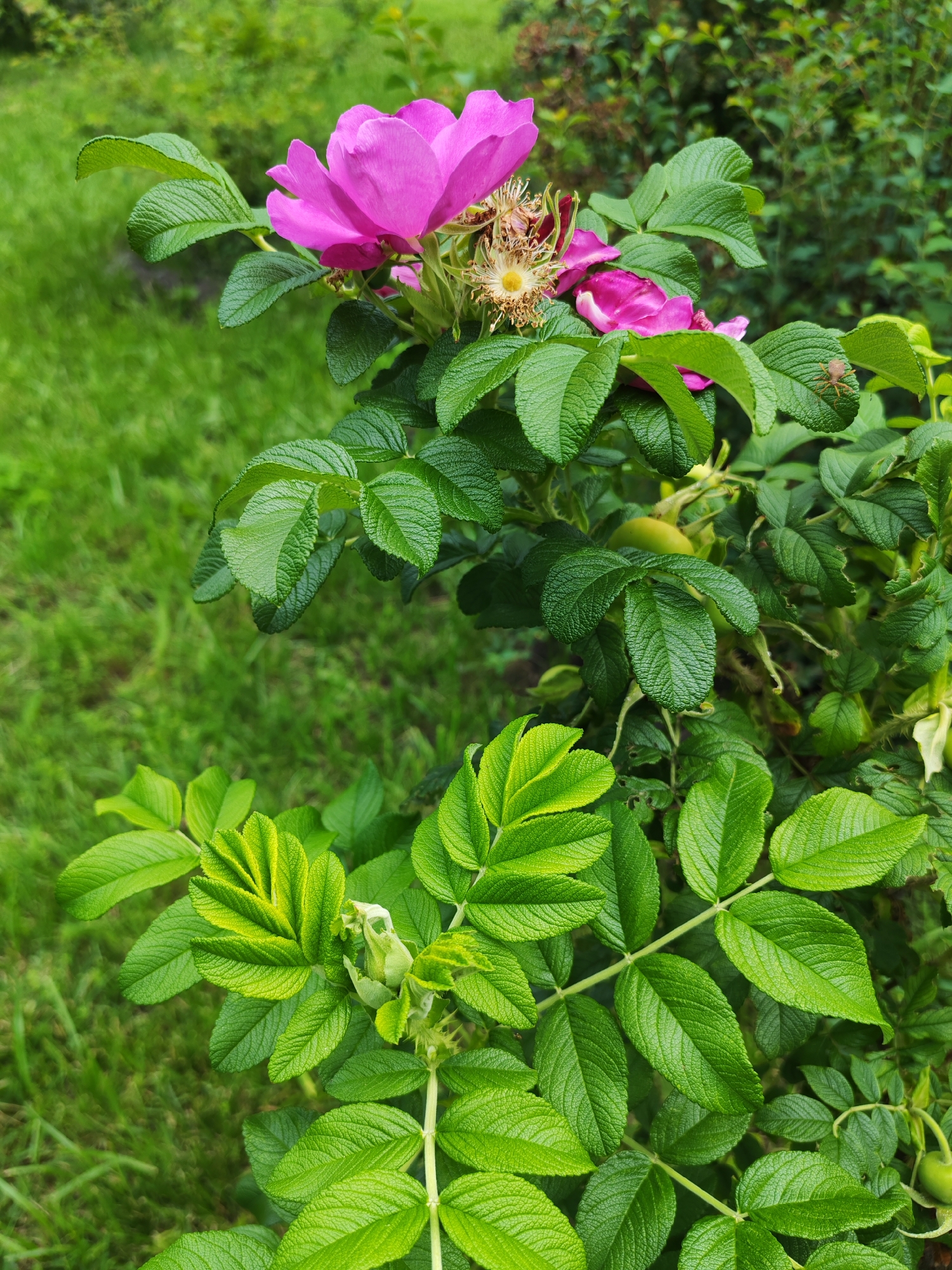 This is a vertical, medium shot of a rugosa rose bush in bloom. The rose bush has dark green, wrinkled leaves and several bright pink flowers. One flower in the upper left is fully bloomed and appears to be wilting. A few other flowers are partially open and visible. The bush also has some green rose hips. The background is out of focus, showing lush green grass and other foliage, suggesting an outdoor, natural setting. The lighting appears to be natural daylight, with no harsh shadows, indicating it might be an overcast day or late afternoon. No people are visible. The image seems to be taken in a garden or park. The time of day is likely daytime, and the weather appears to be pleasant and possibly humid, as is common in Kurgan, Russia during the summer blooming season.