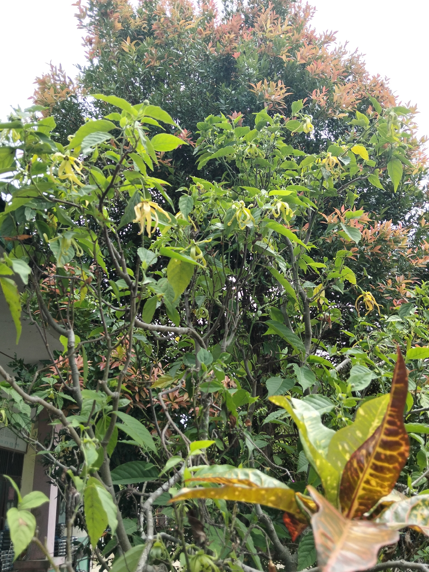The image depicts a lush green tree with prominent yellow flowers in Baratpayaitek, Indonesia. The tree is dense with leaves, and some branches are bare and gnarled. The yellow flowers, with their distinctive, elongated petals, hang from the branches. In the background, another tree with reddish-bronze leaves provides a contrasting texture and color. The sky above is overcast and white. To the left, part of a building with a window is visible, suggesting an urban or suburban setting. The foreground features a portion of a plant with variegated leaves in shades of yellow, green, and brown, partially obscuring the main tree. The overall impression is one of abundant vegetation in a tropical environment.