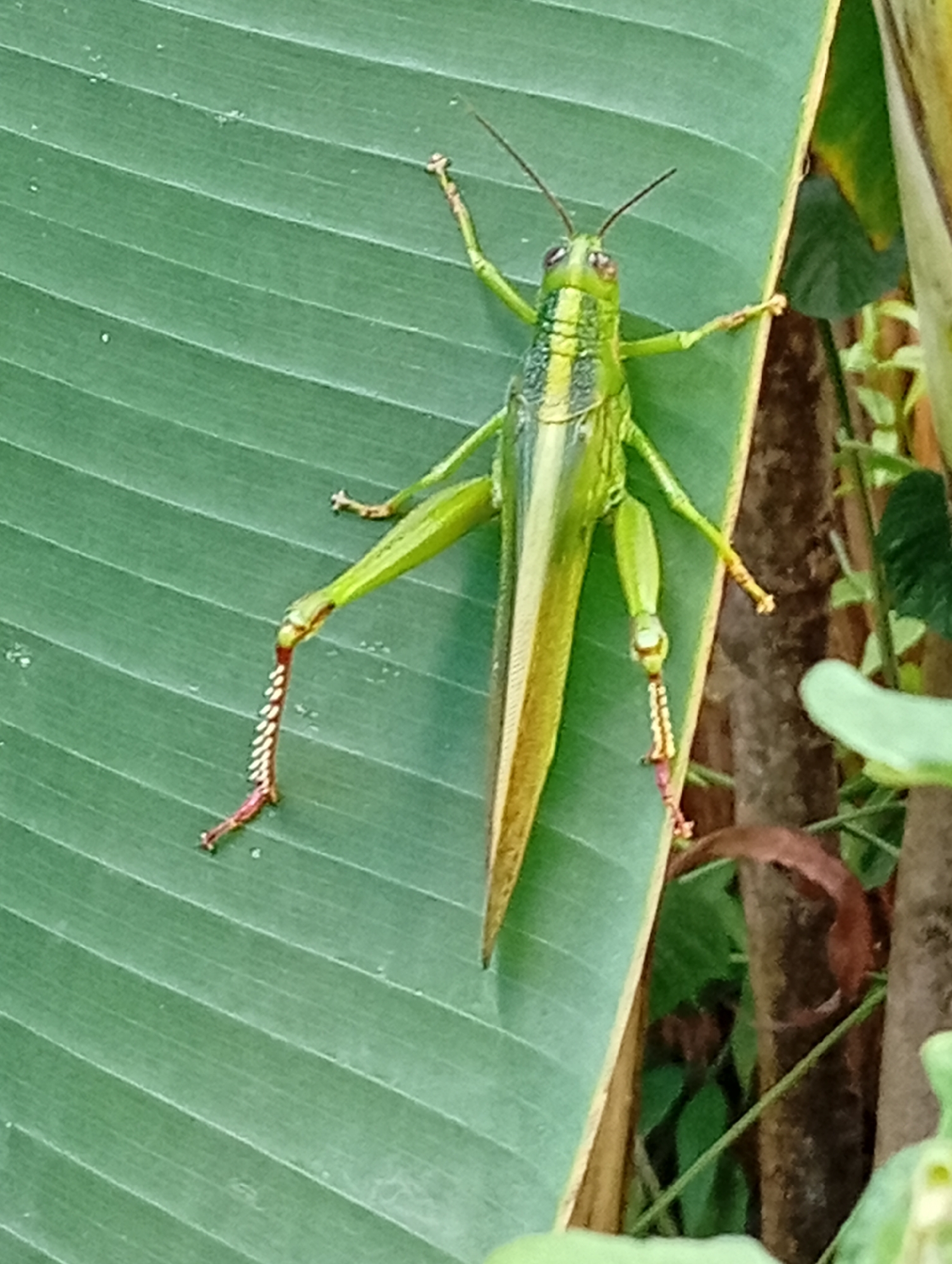 A bright green grasshopper with yellow stripes is positioned diagonally on a large, green leaf with prominent veins. The grasshopper is facing upwards and towards the left, with its long antennae extended. Its hind legs are bent and its front legs are splayed out. The leaf appears to be part of a banana plant, common in Carmen, Philippines. The background is blurred, showing hints of other foliage and a dark brown tree trunk.