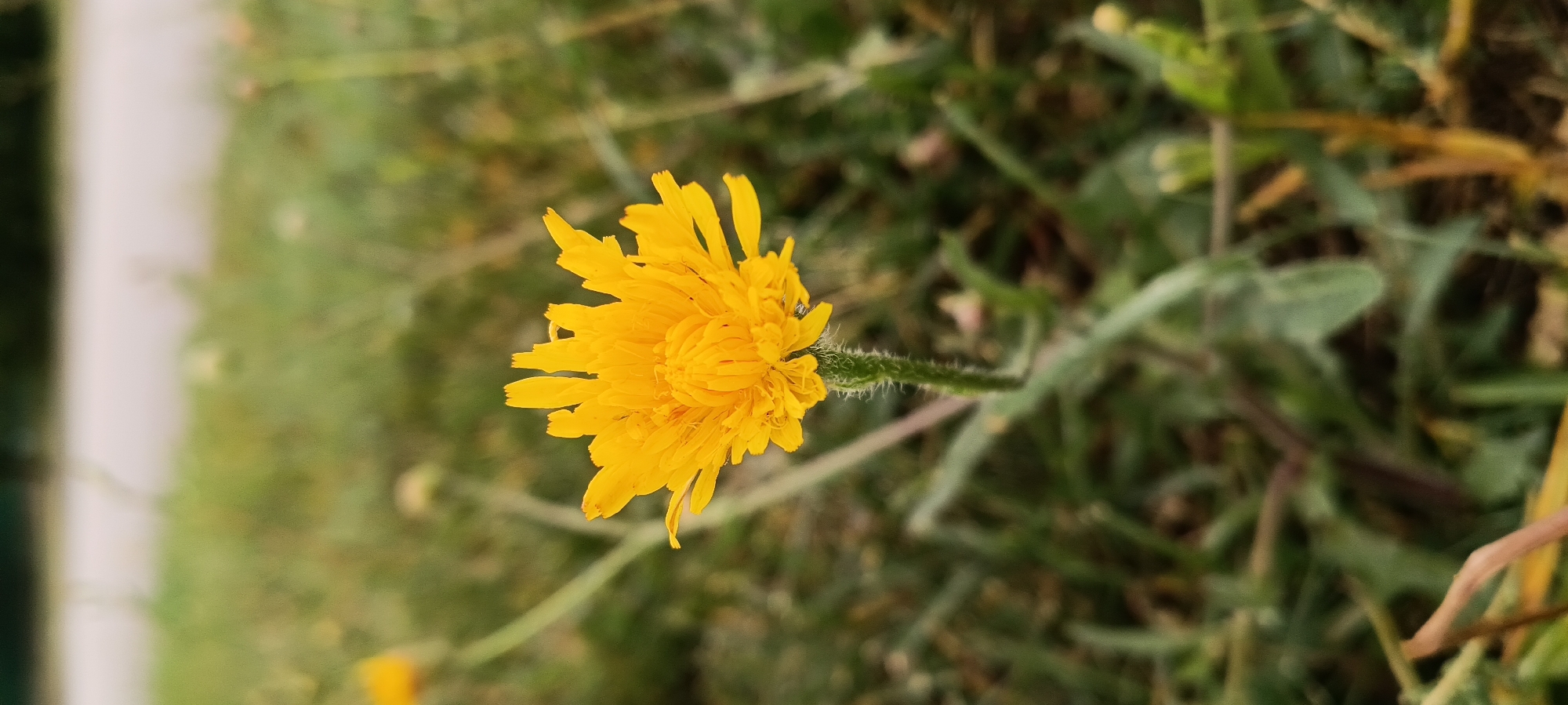 The image is a close-up, vertical shot of a single yellow dandelion flower in bloom, positioned slightly right of center. The flower has many thin, pointed petals radiating outwards from a dense central core. Its stem is green and appears slightly fuzzy. The background is out of focus, showing a mixture of green and brown vegetation, suggesting an outdoor setting likely in a grassy area. The lighting is natural, and the depth of field is shallow, emphasizing the flower. The scene is devoid of any human presence or discernible city-specific landmarks, making it impossible to determine its location within Kamianka, Ukraine, or any other specific place.