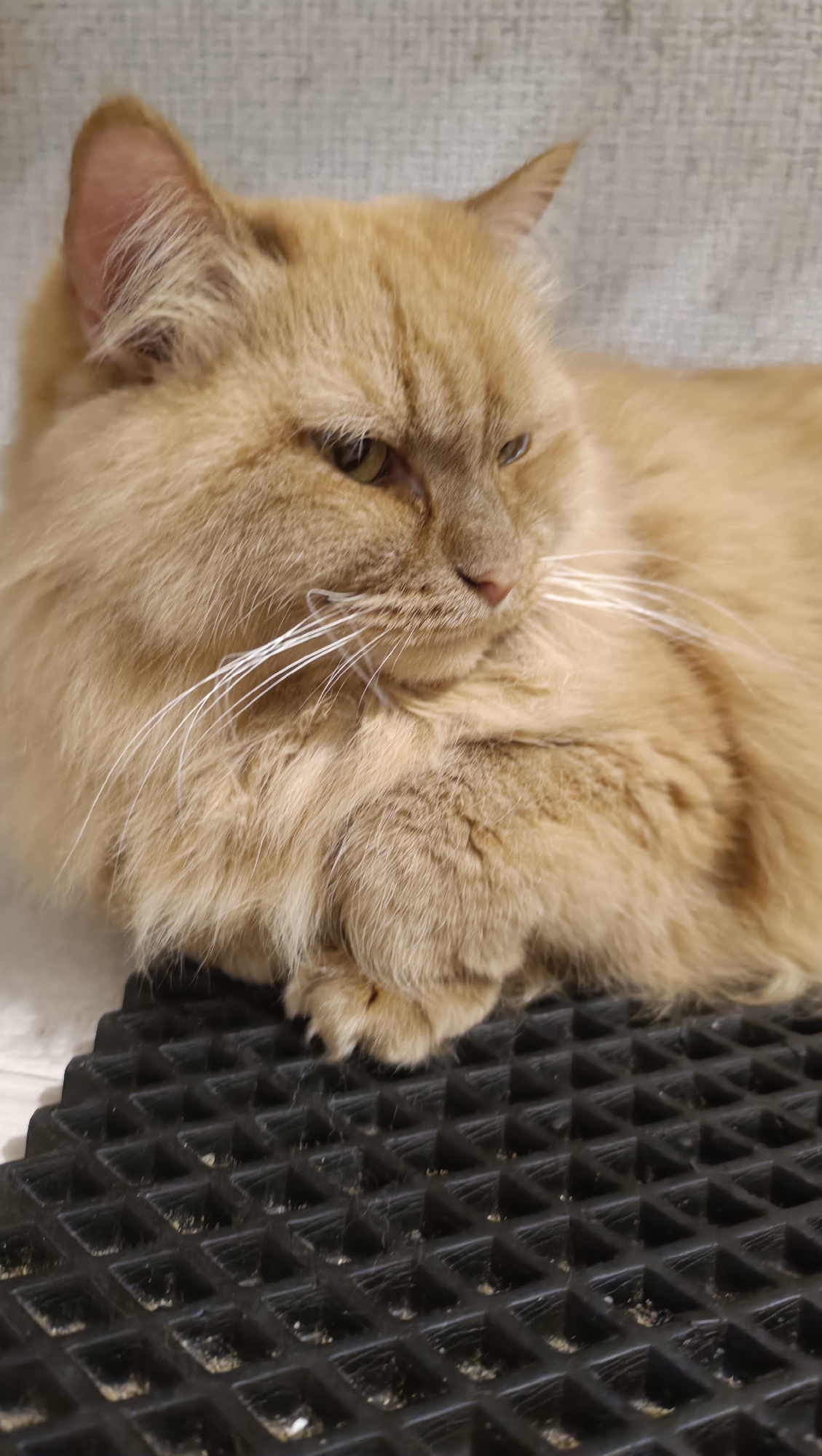 An orange tabby cat with long fur is lying down on a black grid mat. The cat is facing to the right with its eyes partially closed. Its paws are tucked beneath its body. The background is a textured light gray surface. There is no indication of the cat's location within the city of Chaikovsky, Russia.