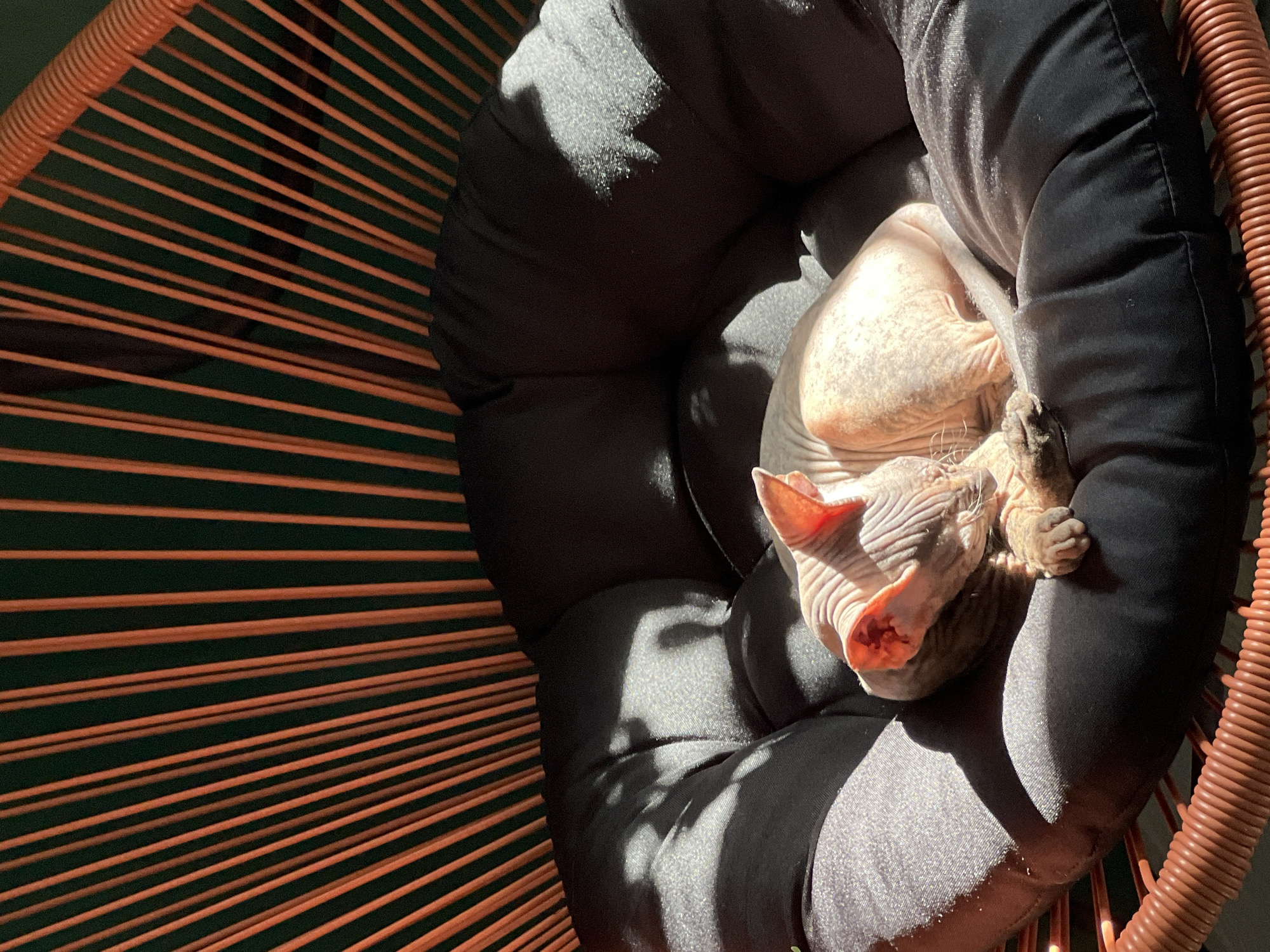 A hairless cat sleeps in a round, black cushion-filled chair made of orange rods and an orange, coil-shaped frame. The location is unknown and there is no evidence to suggest the city of Kazan, Russia.